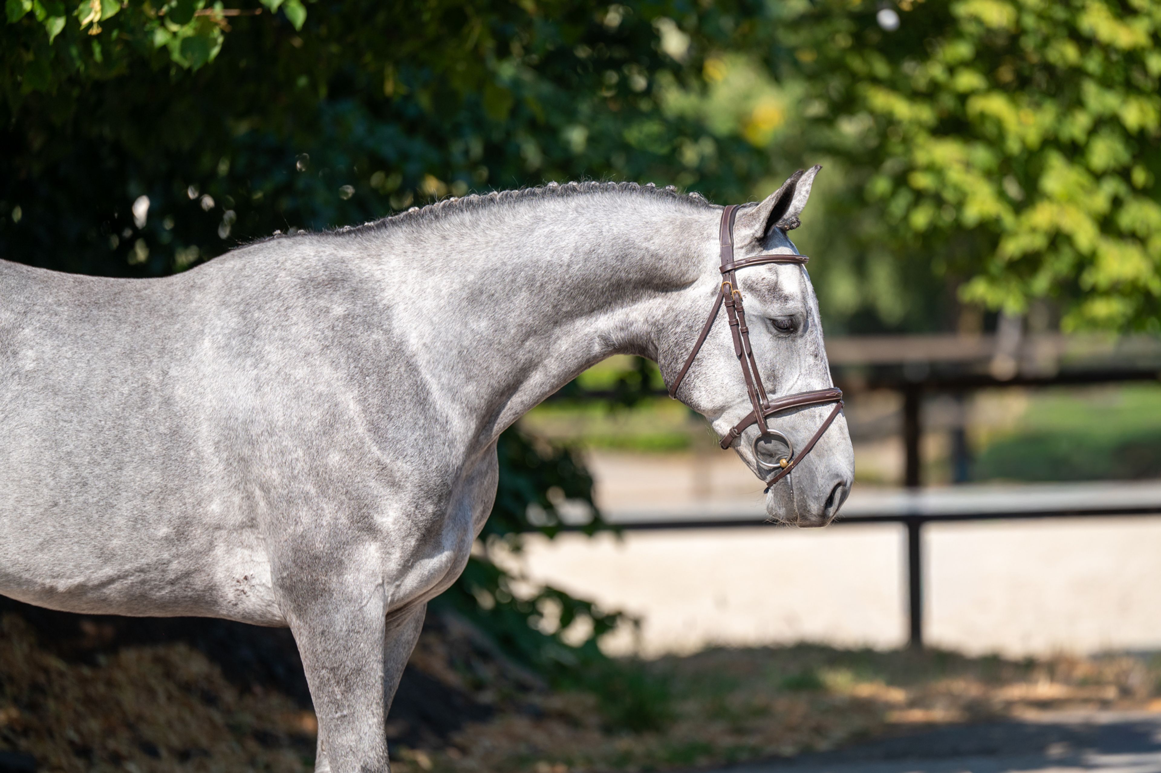 Olga KCX Z ☆ (ORAK D'HAMWYCK x CASIRO I) - Image 3