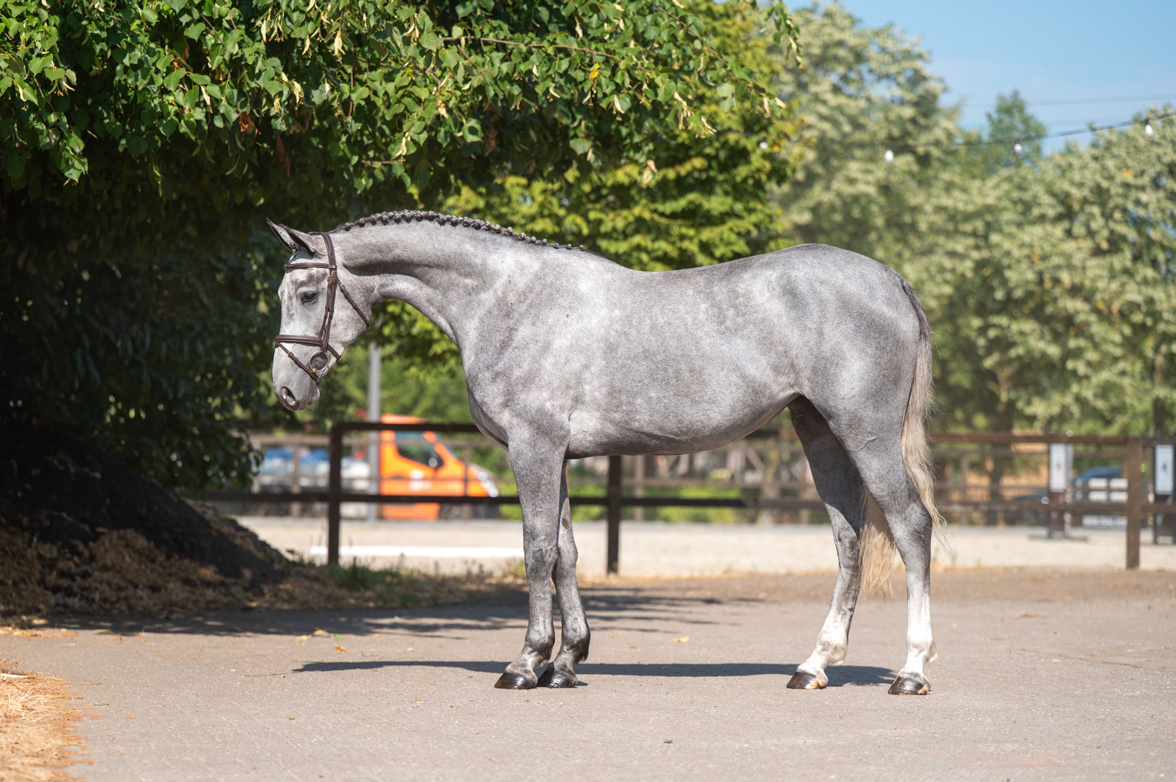 Olga KCX Z ☆ (ORAK D'HAMWYCK x CASIRO I) - Image 4