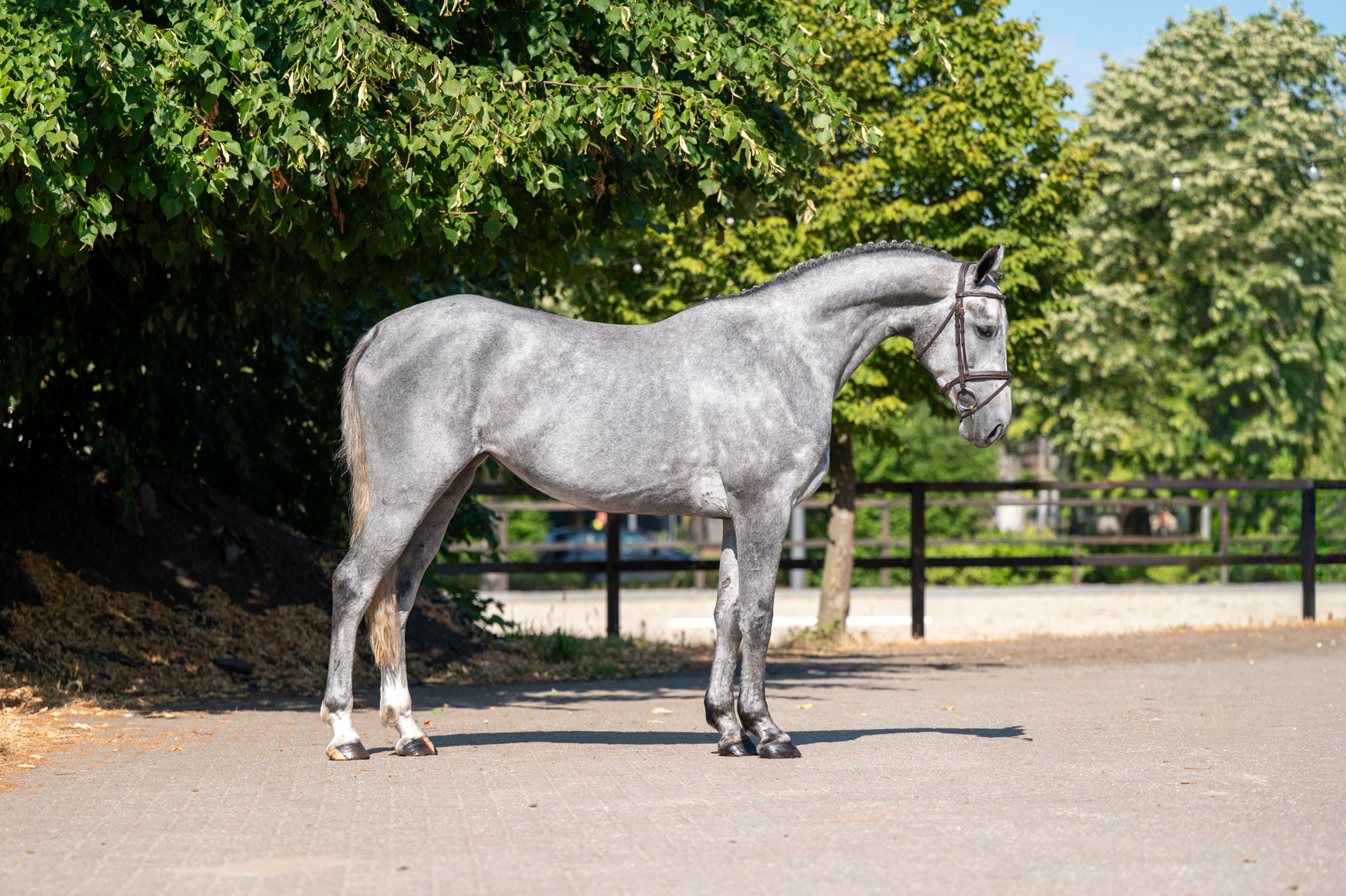 Olga KCX Z ☆ (ORAK D'HAMWYCK x CASIRO I) - Image 5