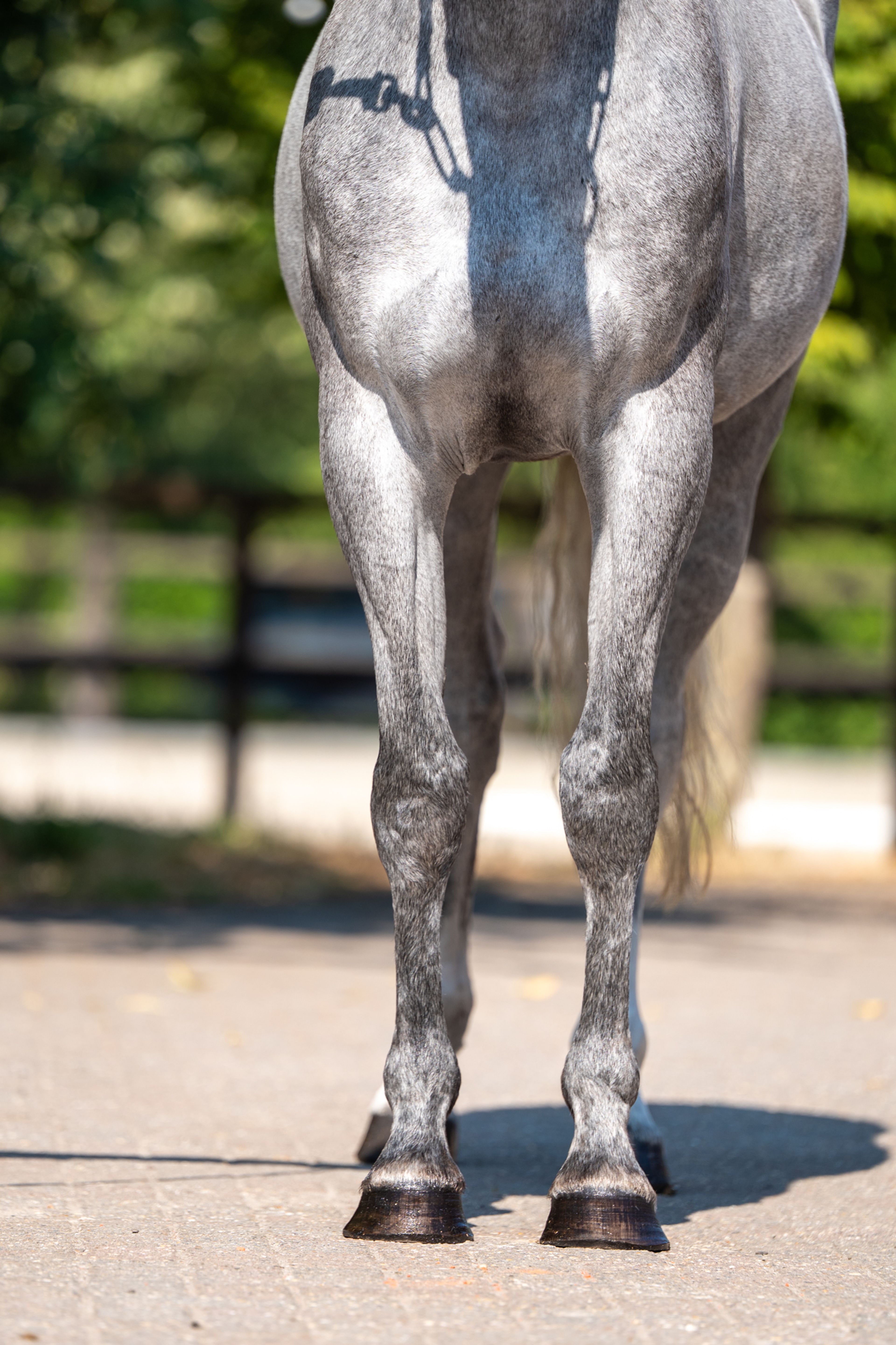 Olga KCX Z ☆ (ORAK D'HAMWYCK x CASIRO I) - Image 6