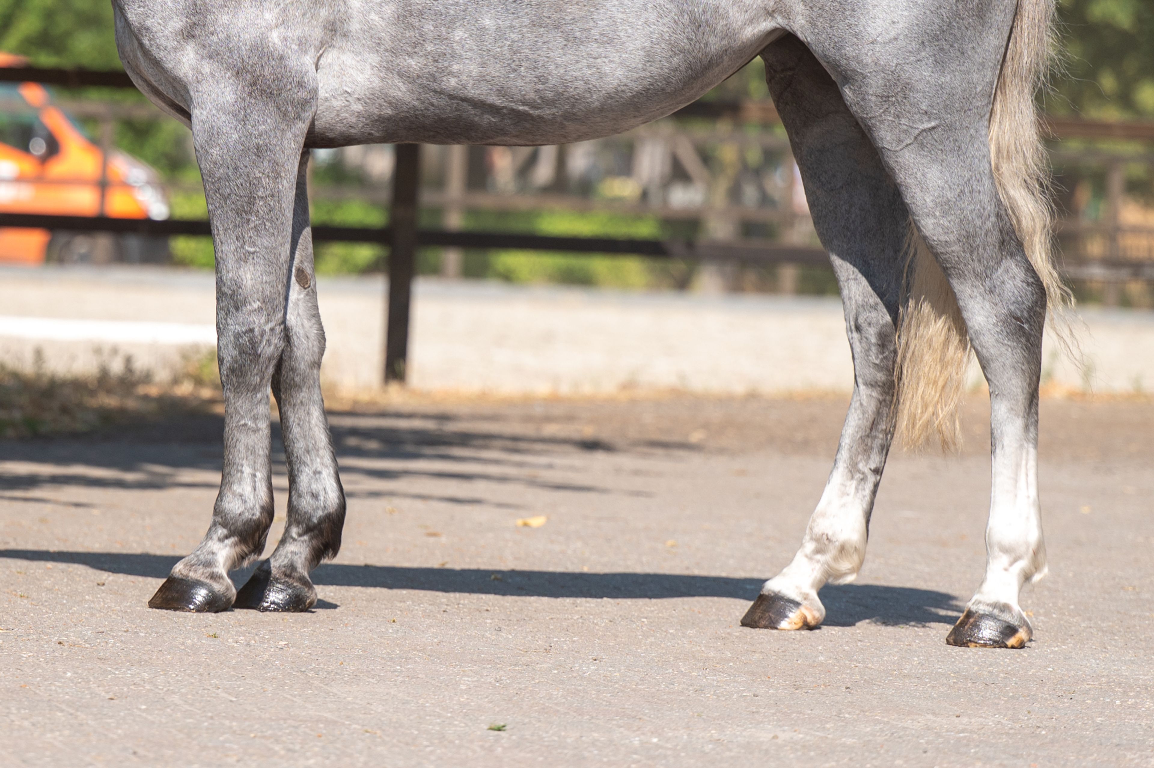 Olga KCX Z ☆ (ORAK D'HAMWYCK x CASIRO I) - Image 7