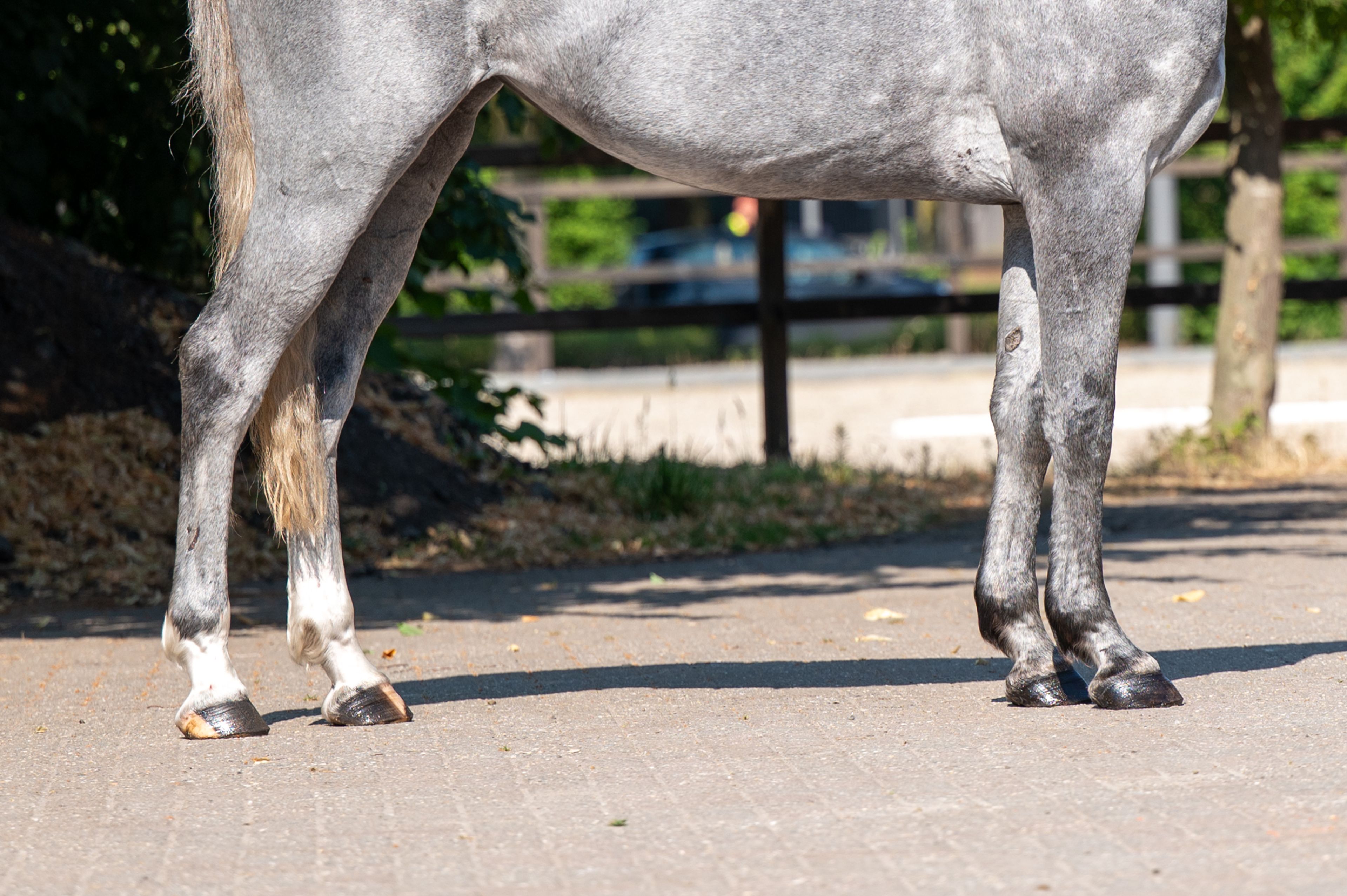 Olga KCX Z ☆ (ORAK D'HAMWYCK x CASIRO I) - Image 8