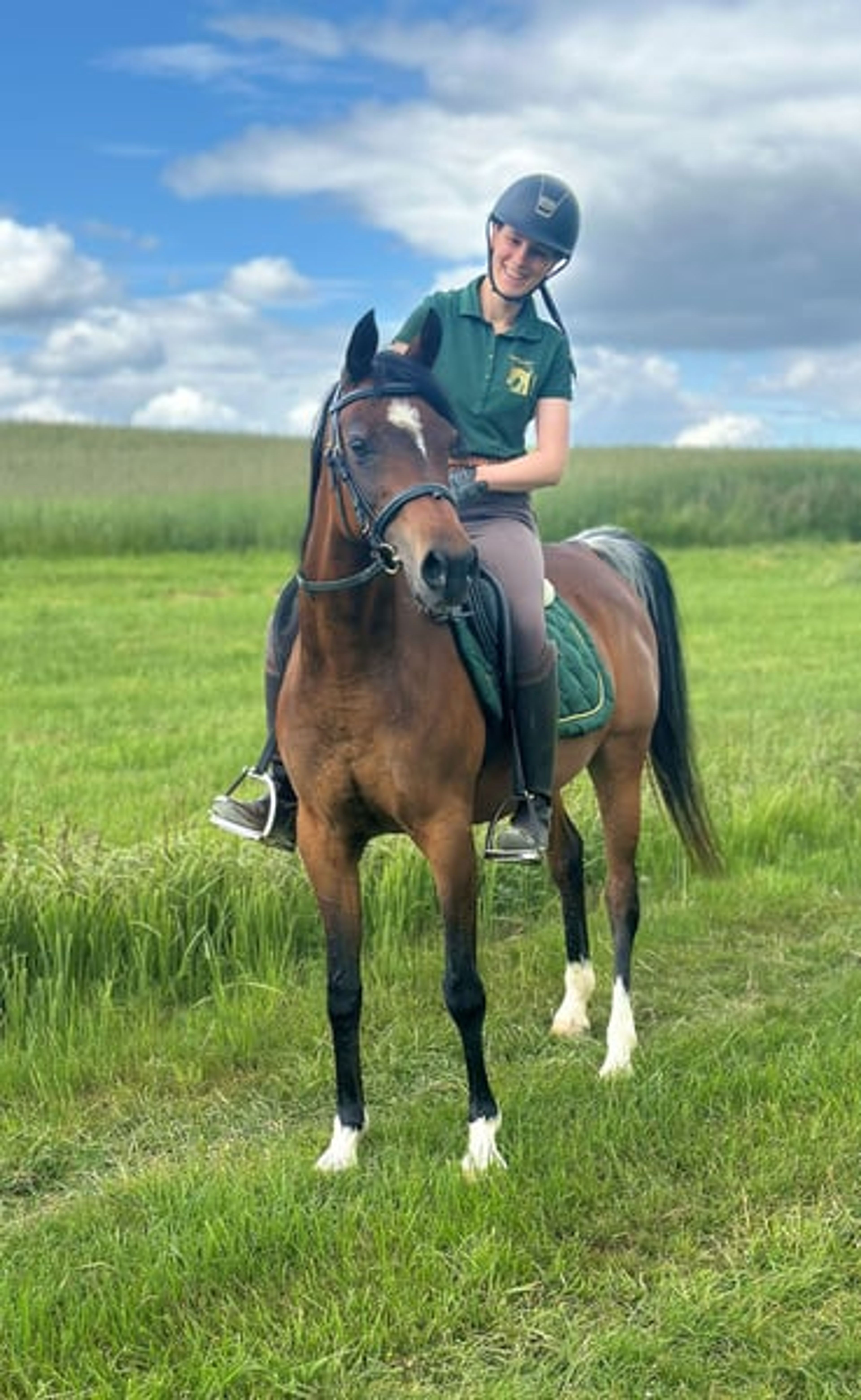 Beautiful Egyptian Arabian mare