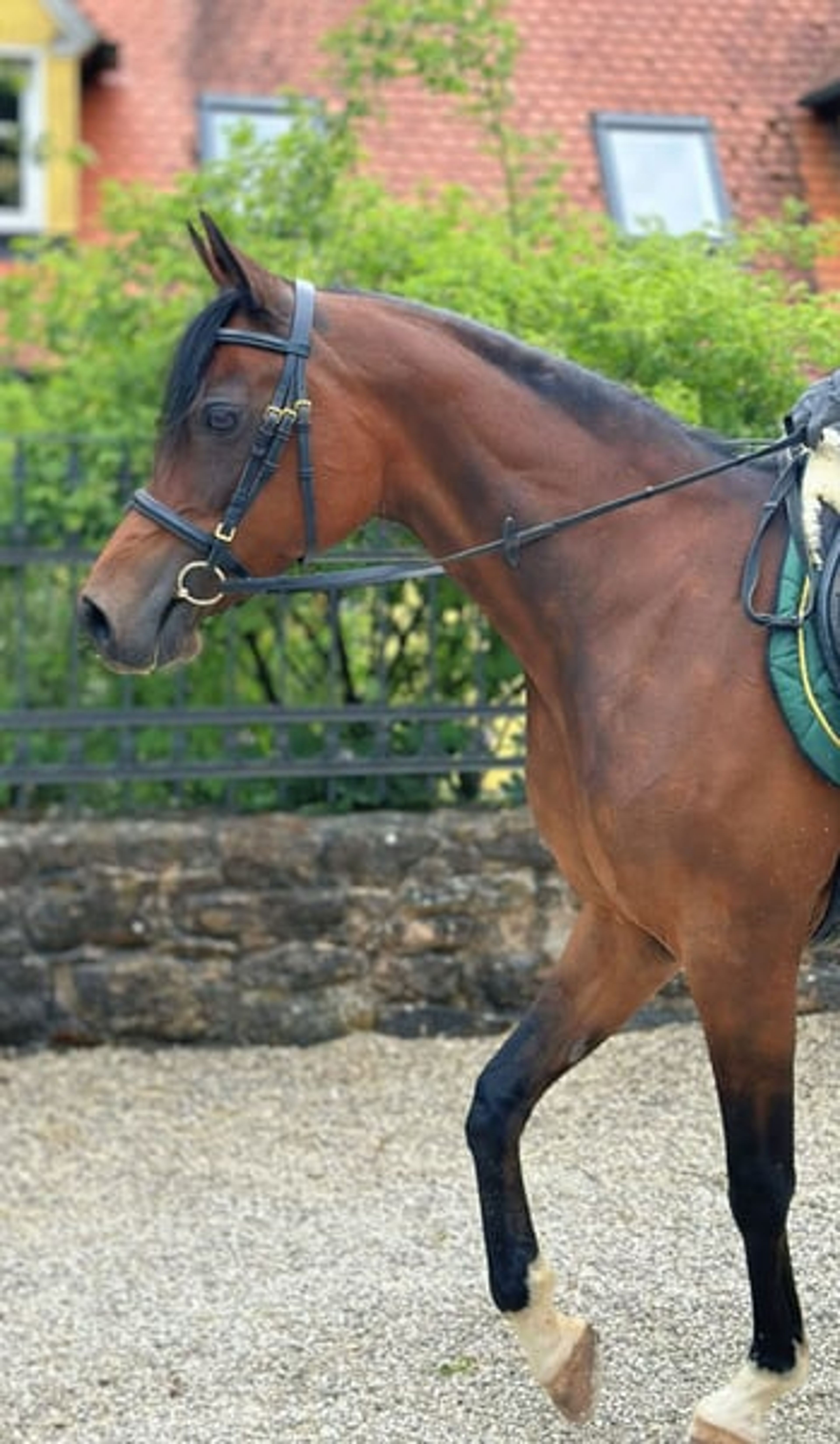 Beautiful Egyptian Arabian mare - Image 2