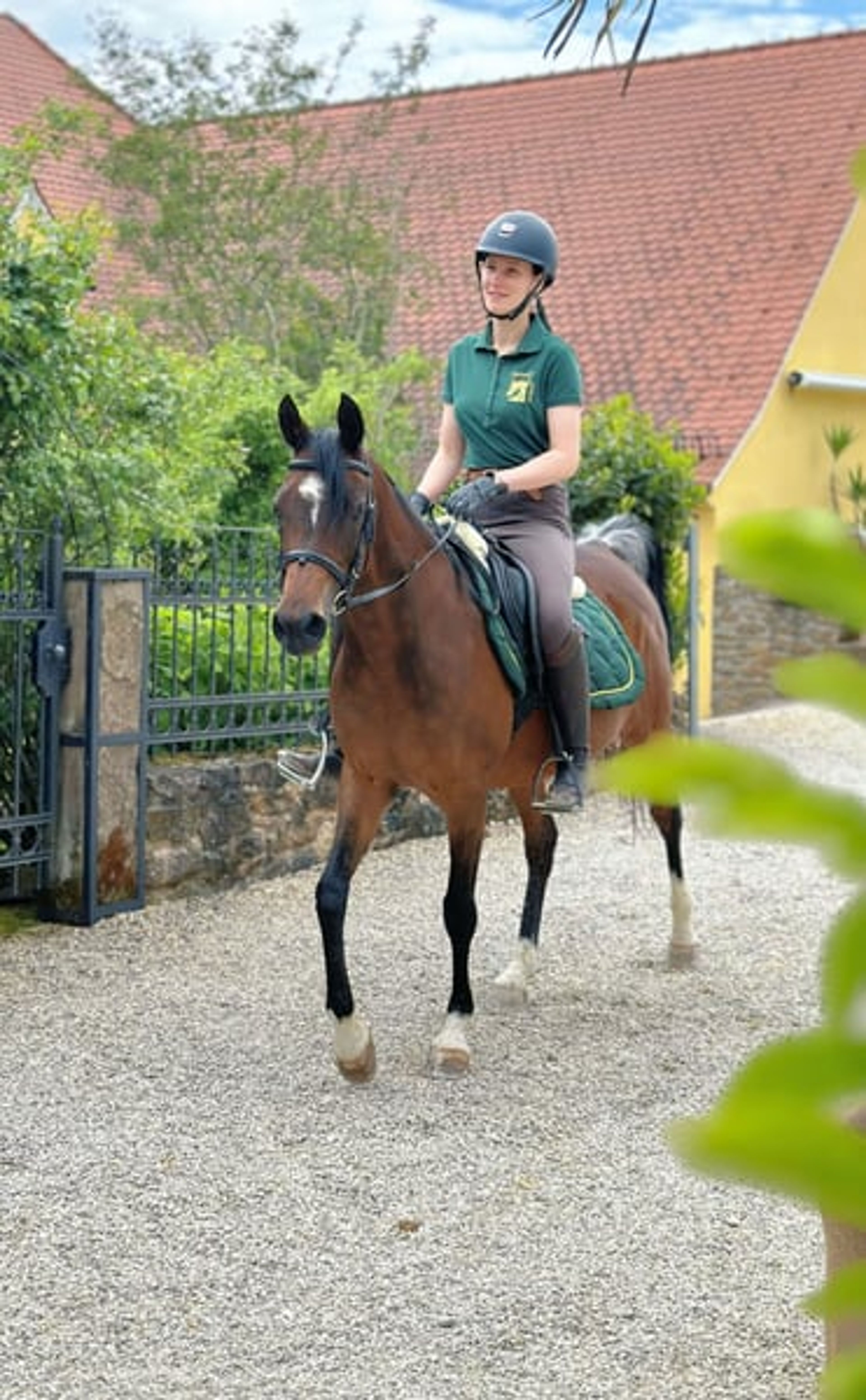Beautiful Egyptian Arabian mare - Image 3