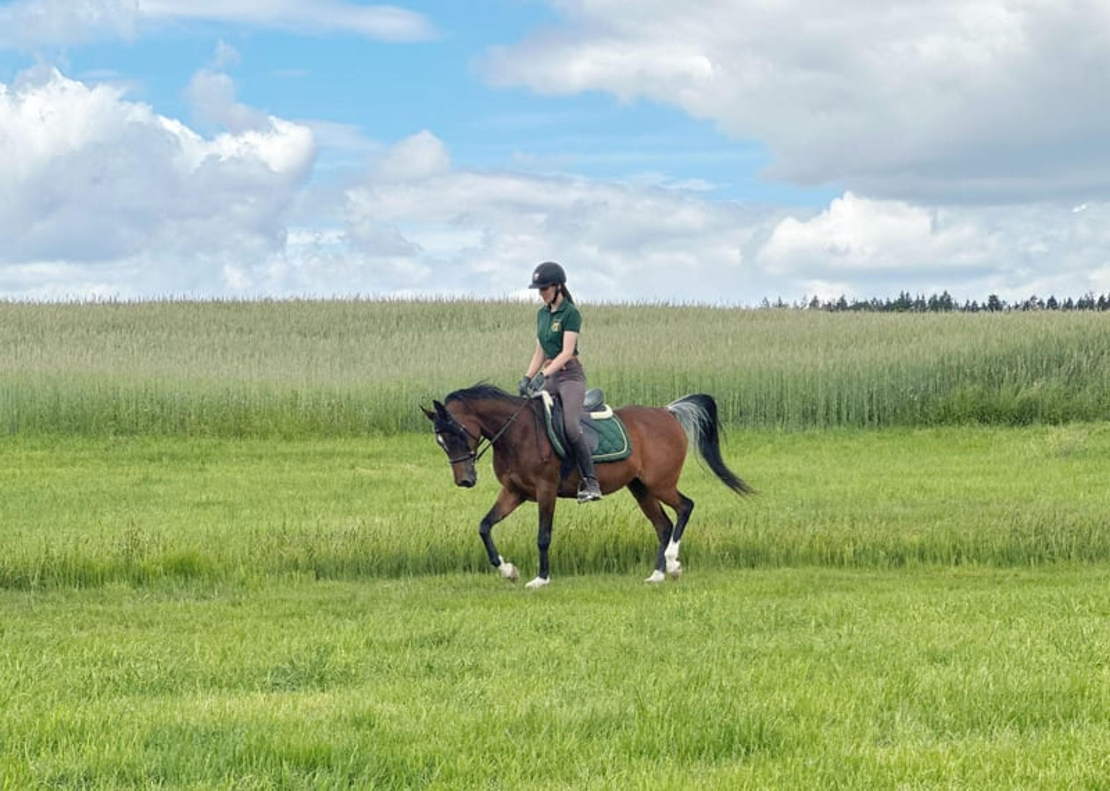 Beautiful Egyptian Arabian mare - Image 7