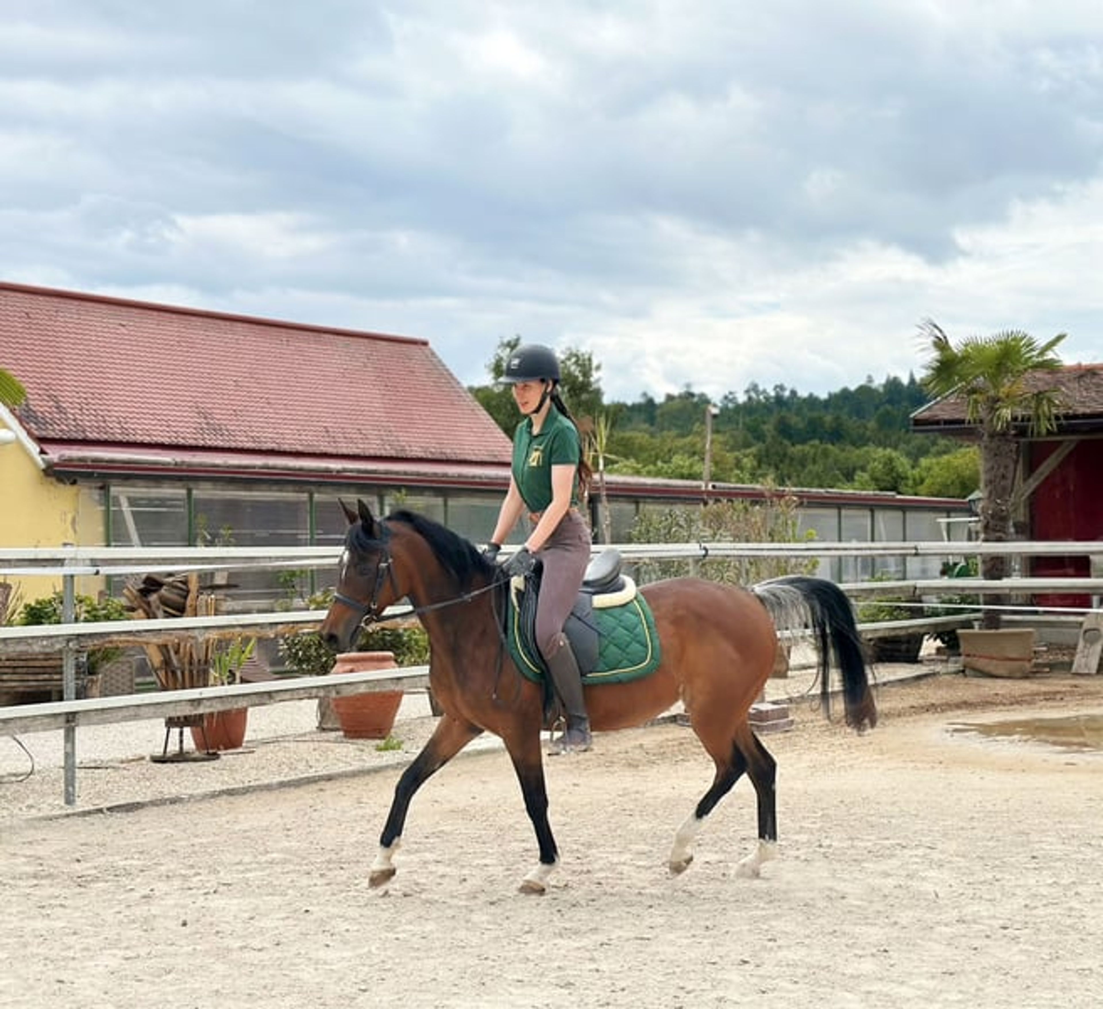 Beautiful Egyptian Arabian mare - Image 8