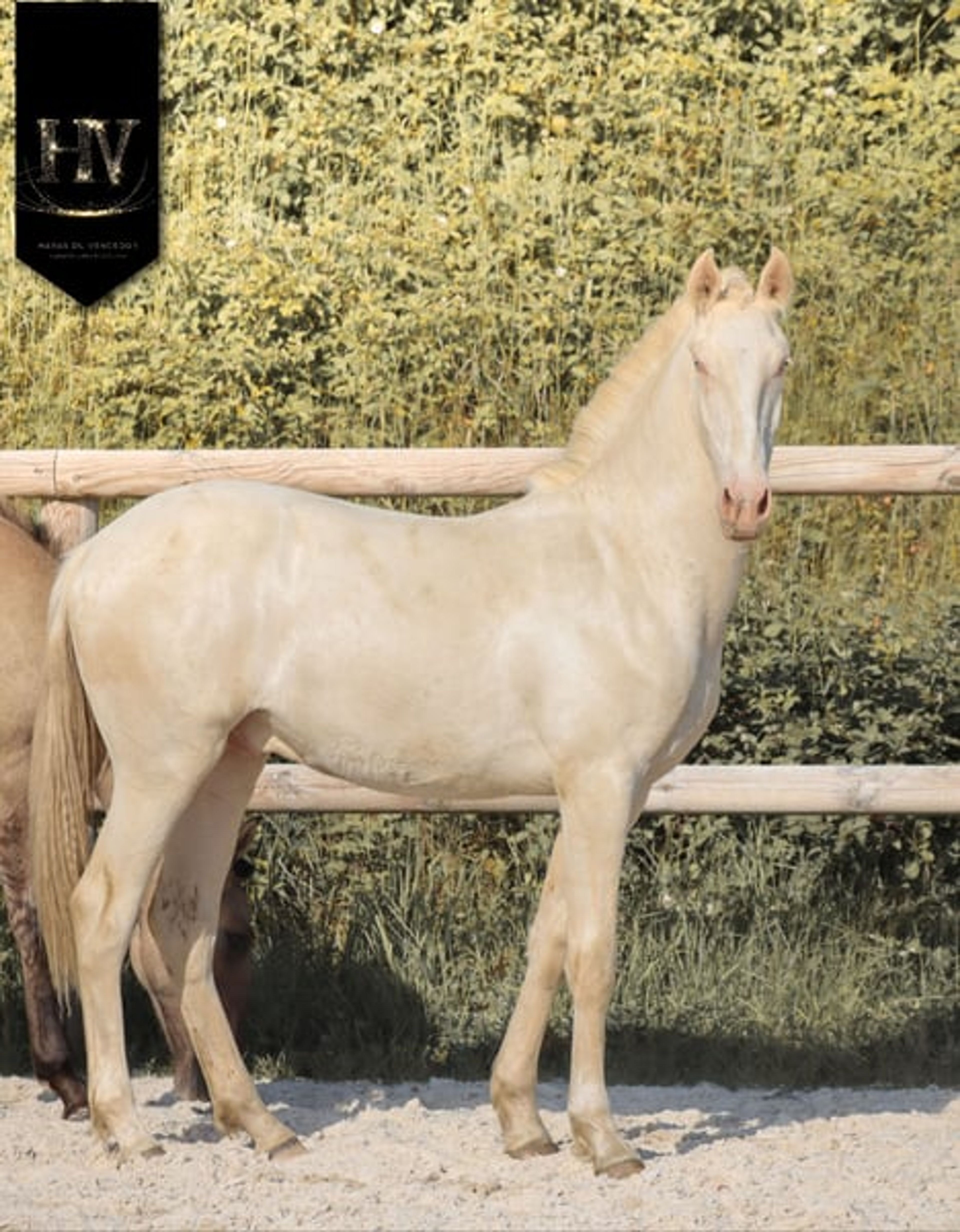 Crème Lusitanian Foal - Image 2