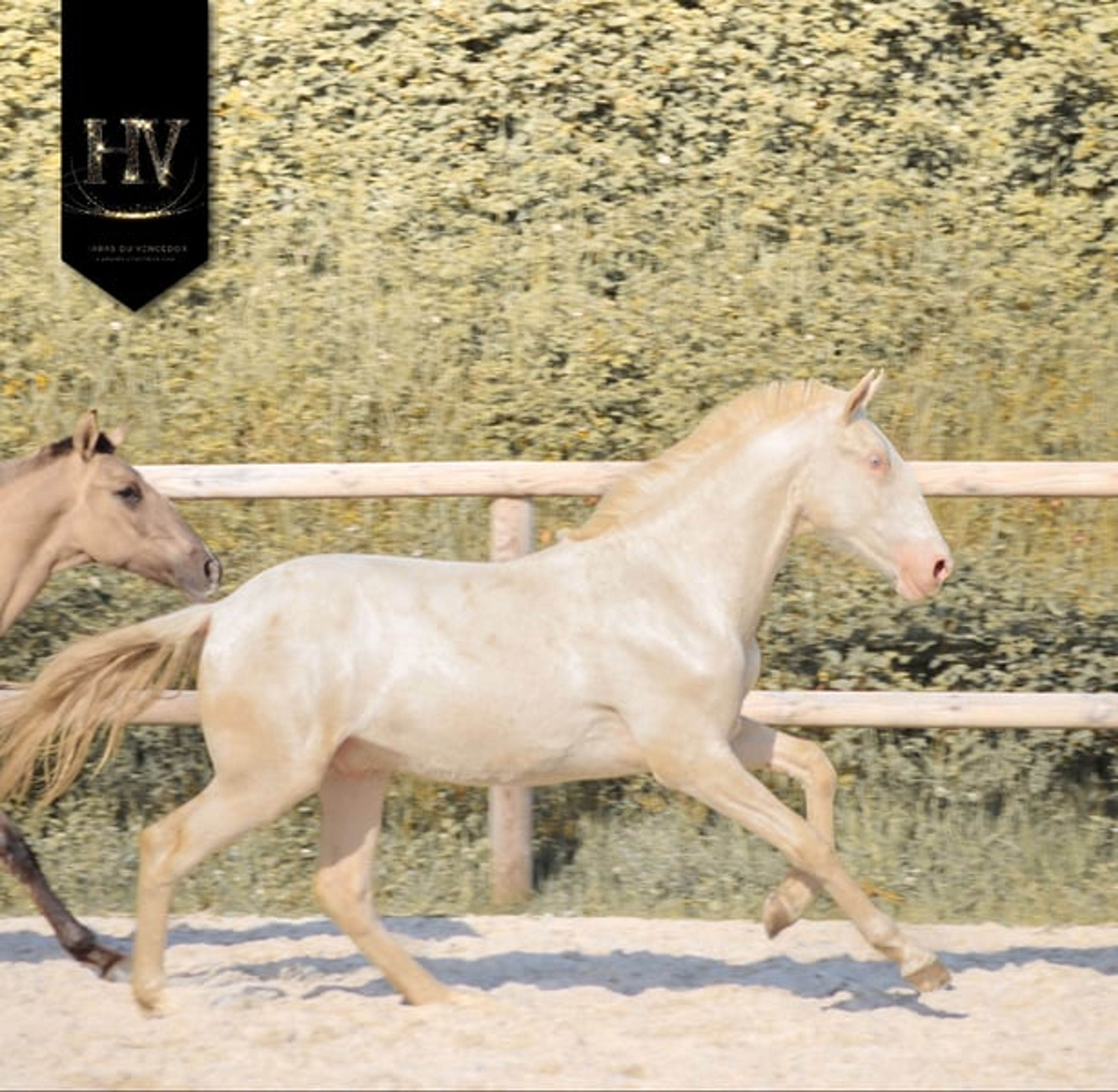 Crème Lusitanian Foal - Image 4