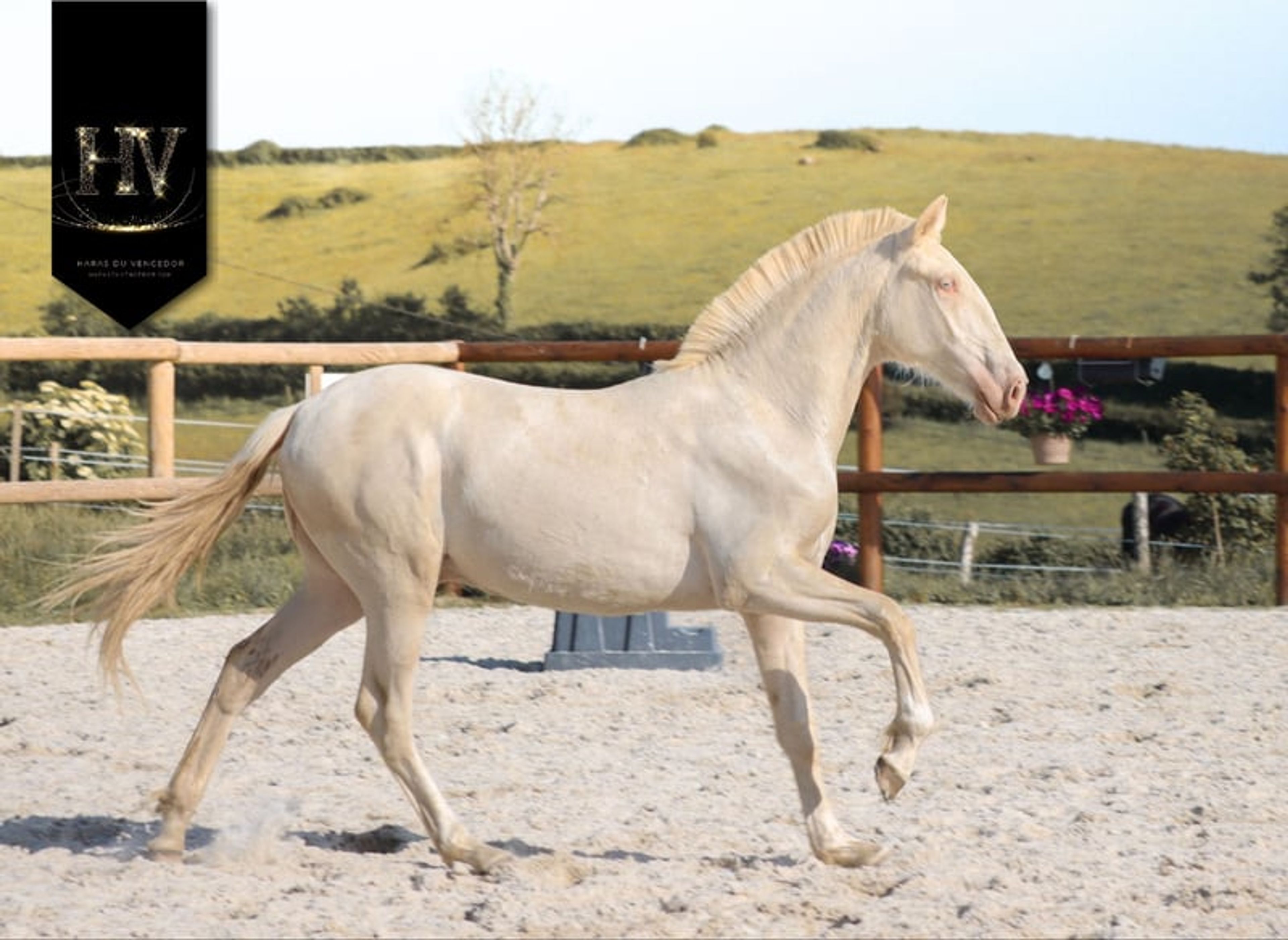 Crème Lusitanian Foal - Image 5