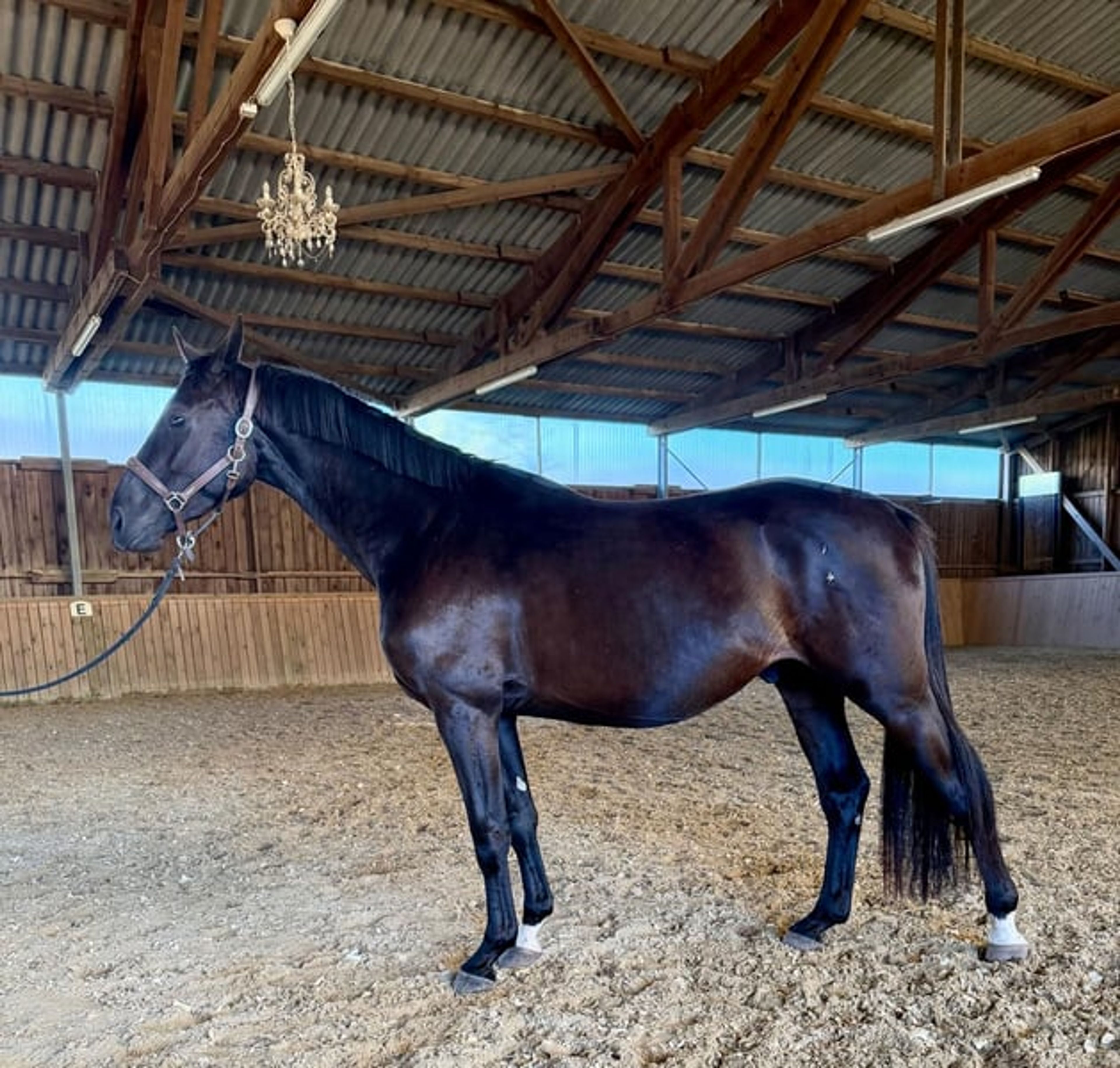 Stylish dark bay gelding with an excellent pedigree - Image 1