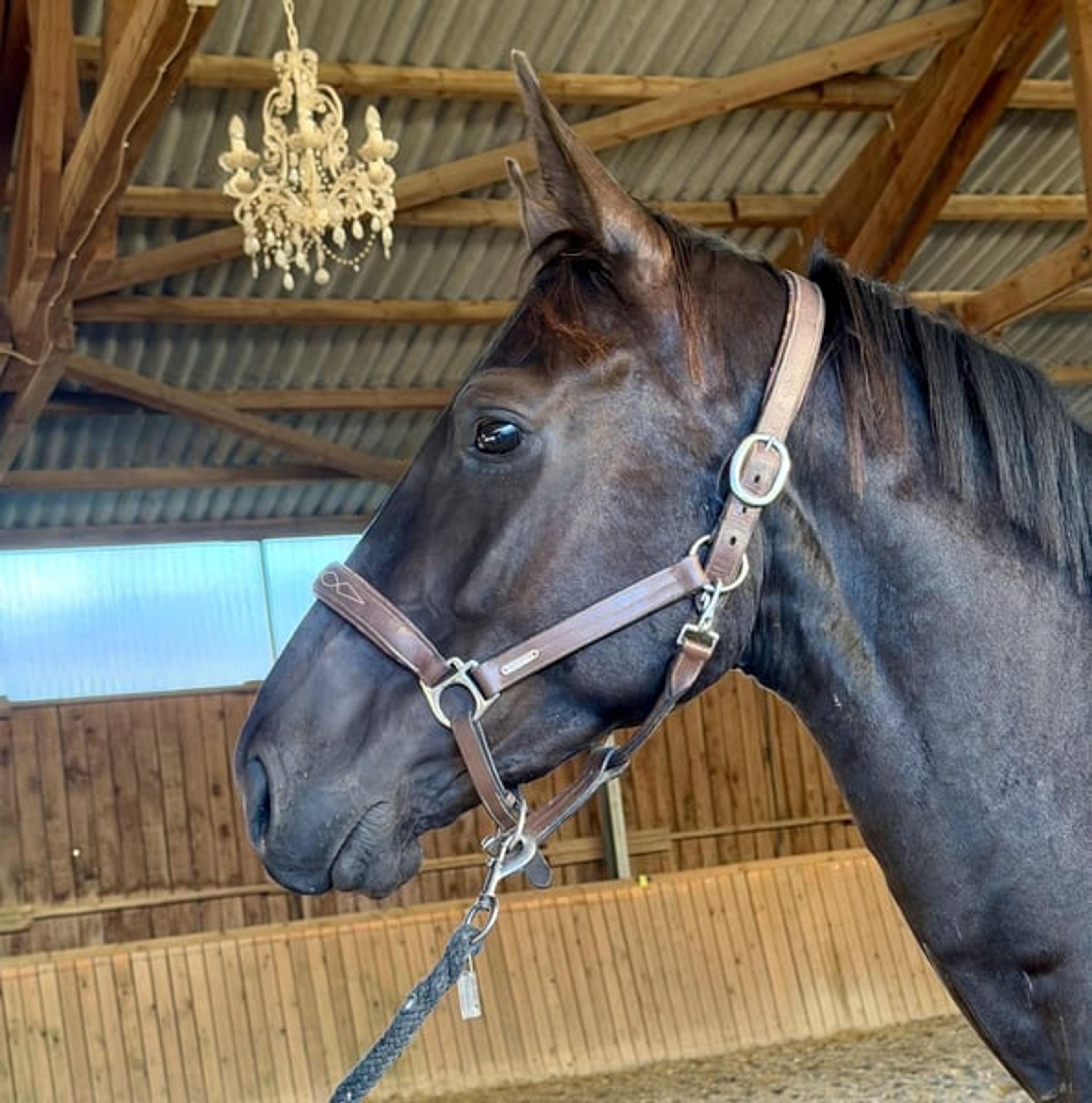 Stylish dark bay gelding with an excellent pedigree - Image 2
