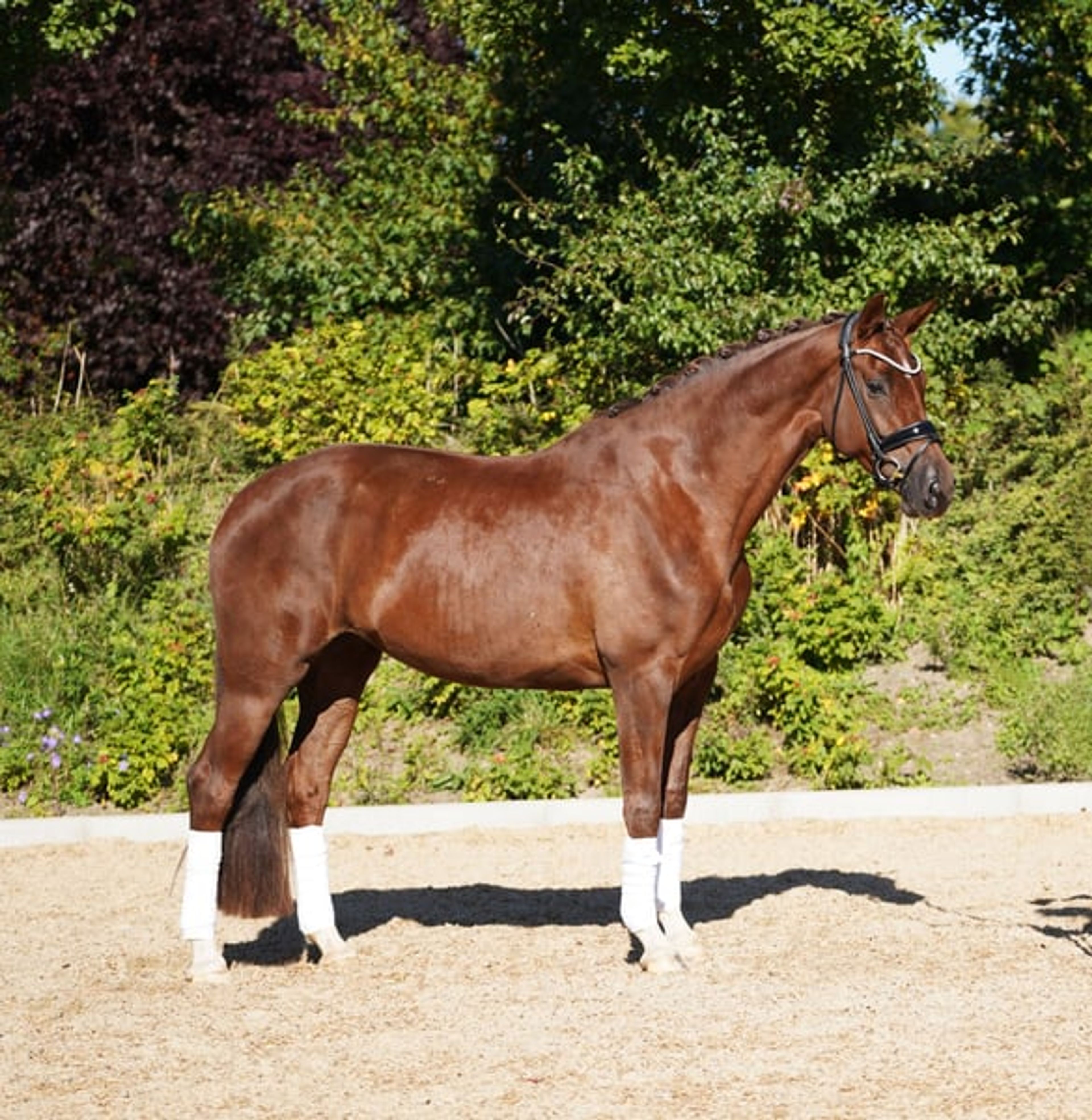 Beautiful chestnut mare
