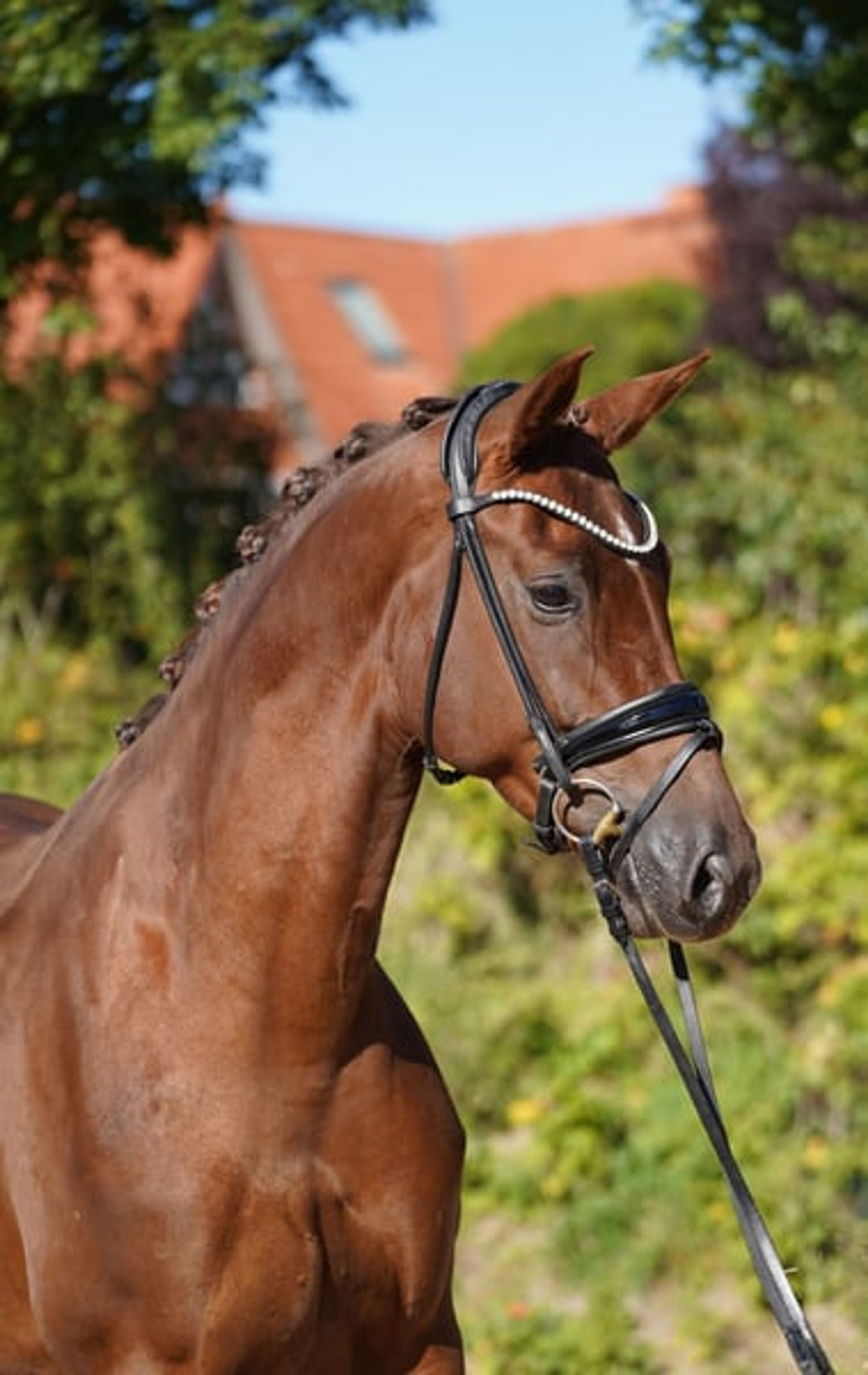 Beautiful chestnut mare - Image 2