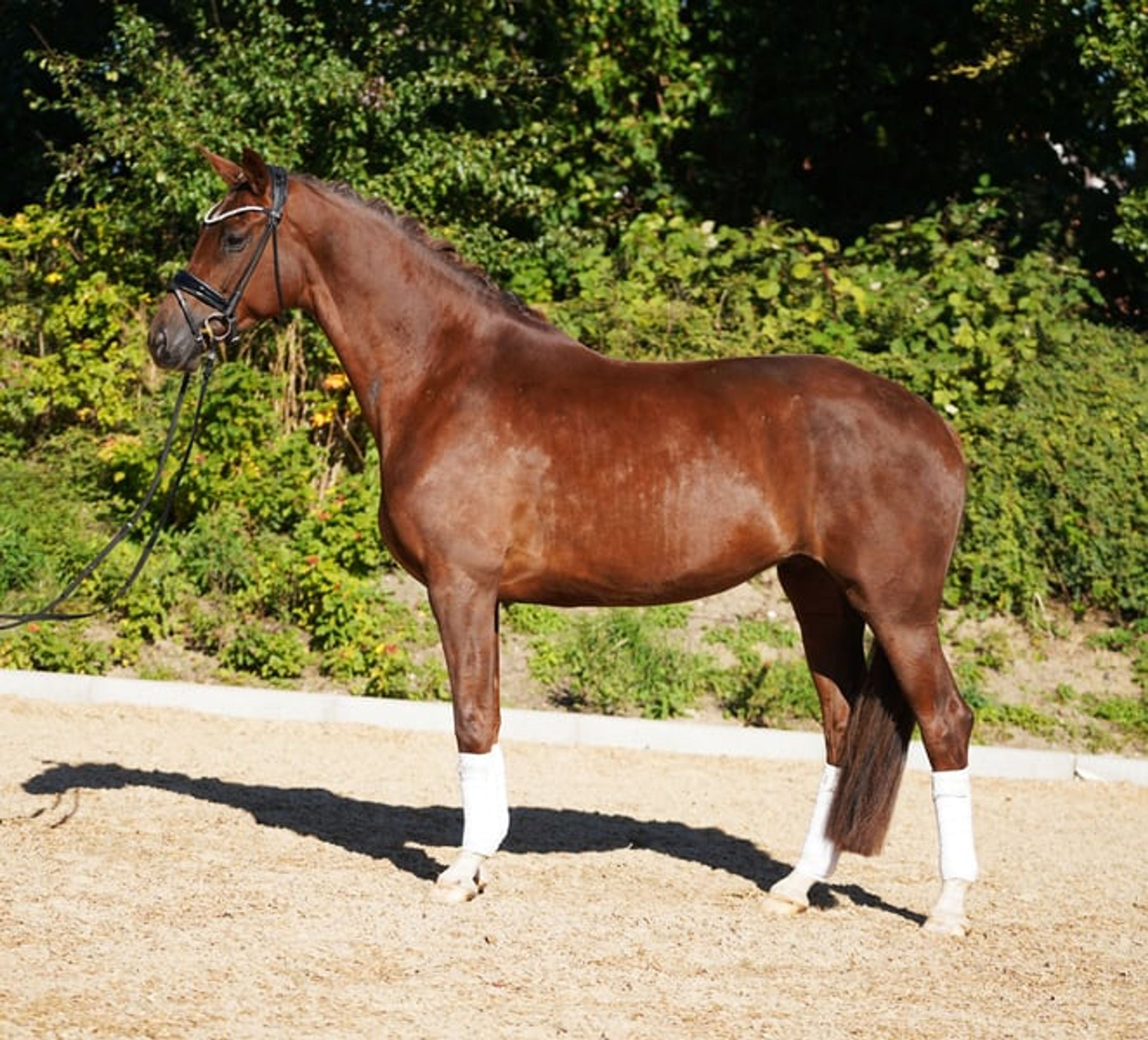 Beautiful chestnut mare - Image 3