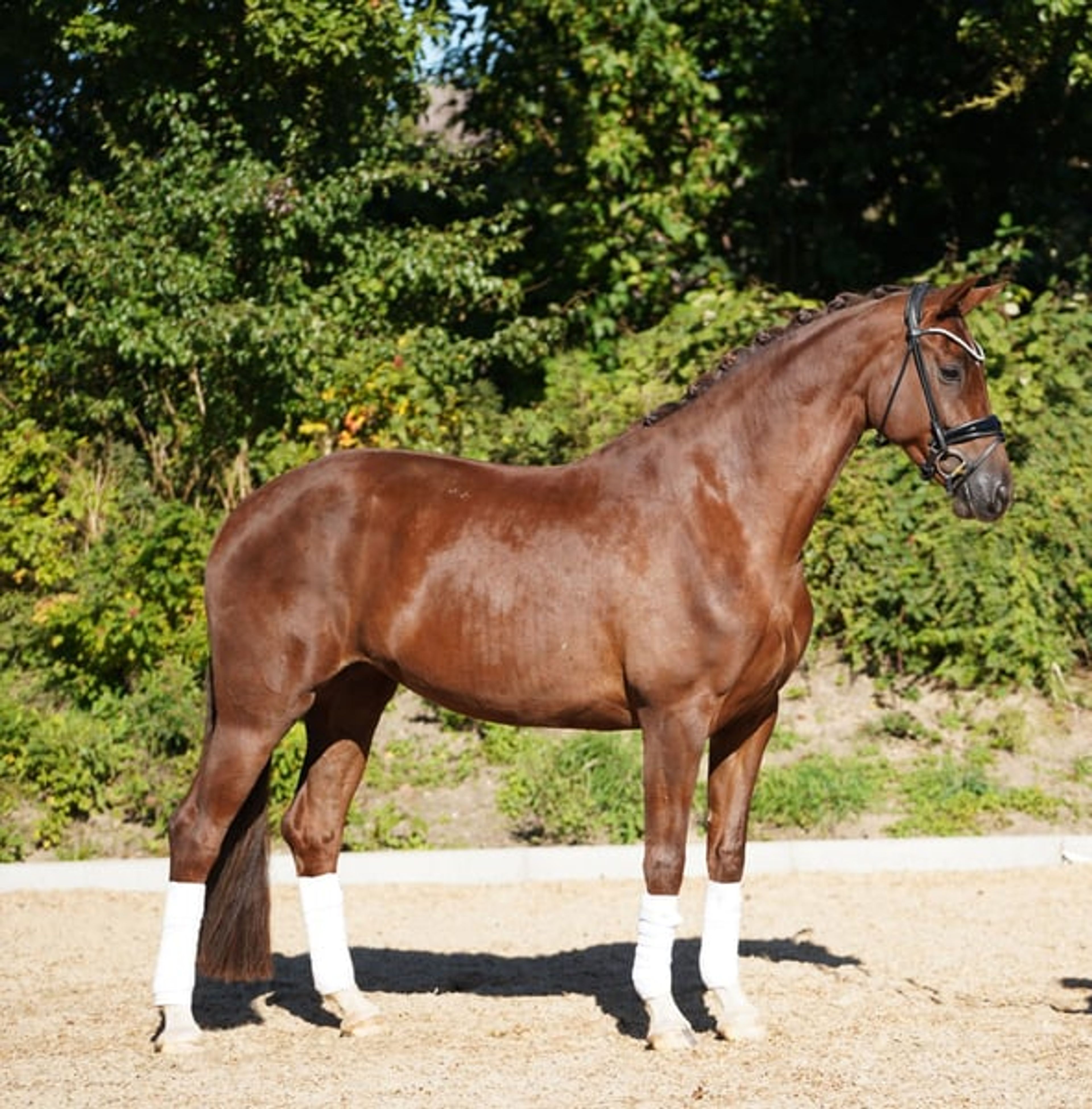 Beautiful chestnut mare - Image 4