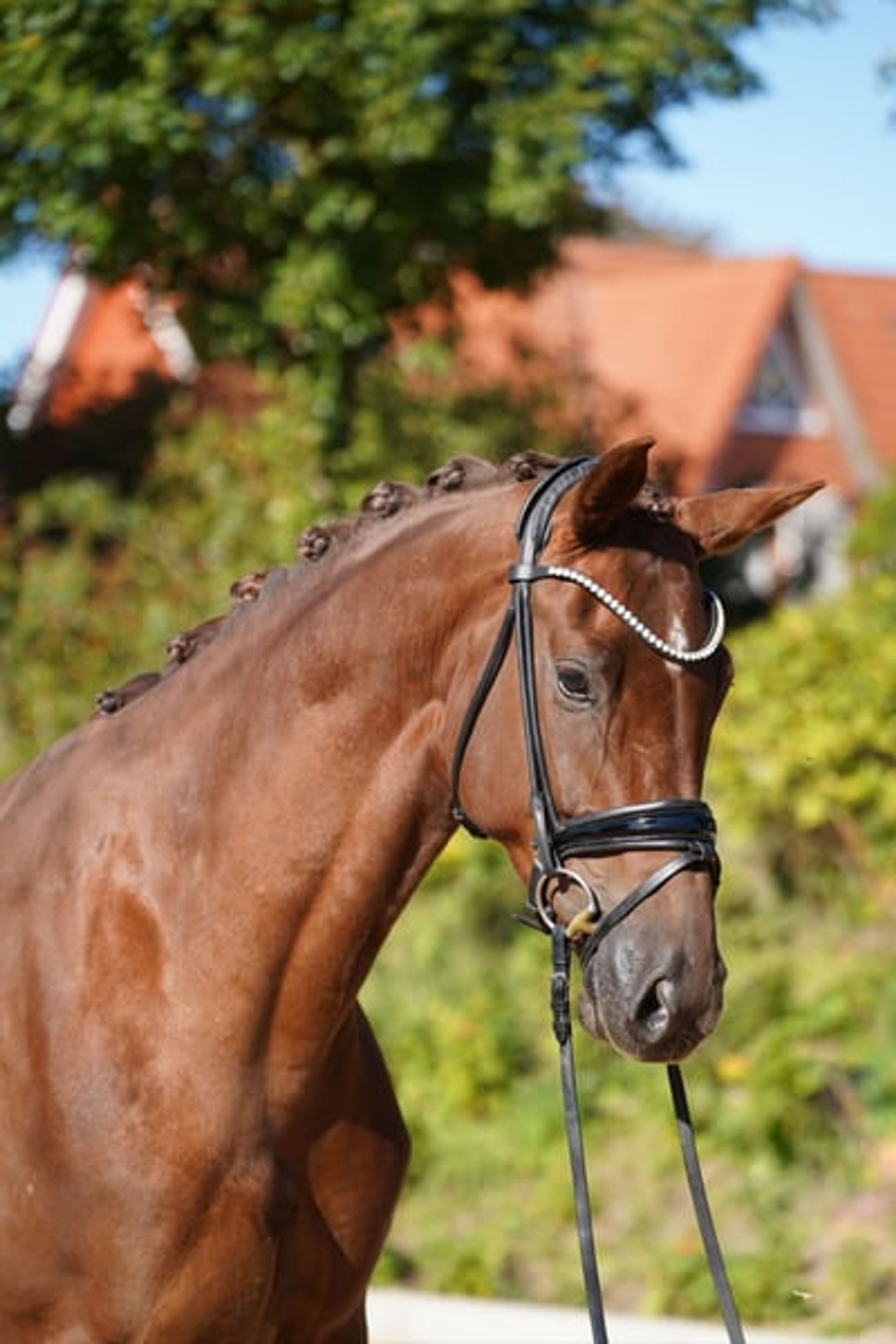 Beautiful chestnut mare - Image 5