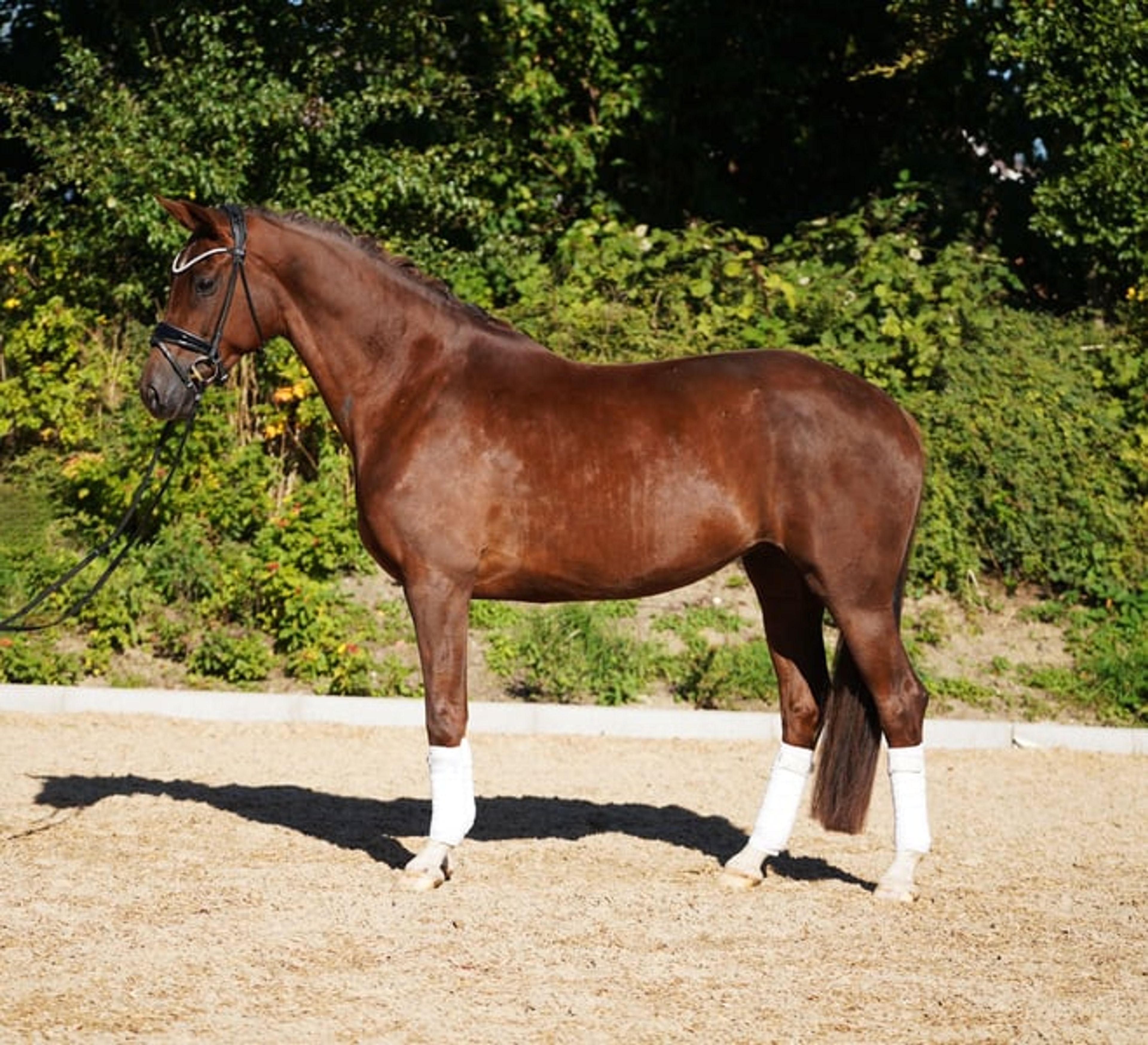 Beautiful chestnut mare - Image 6