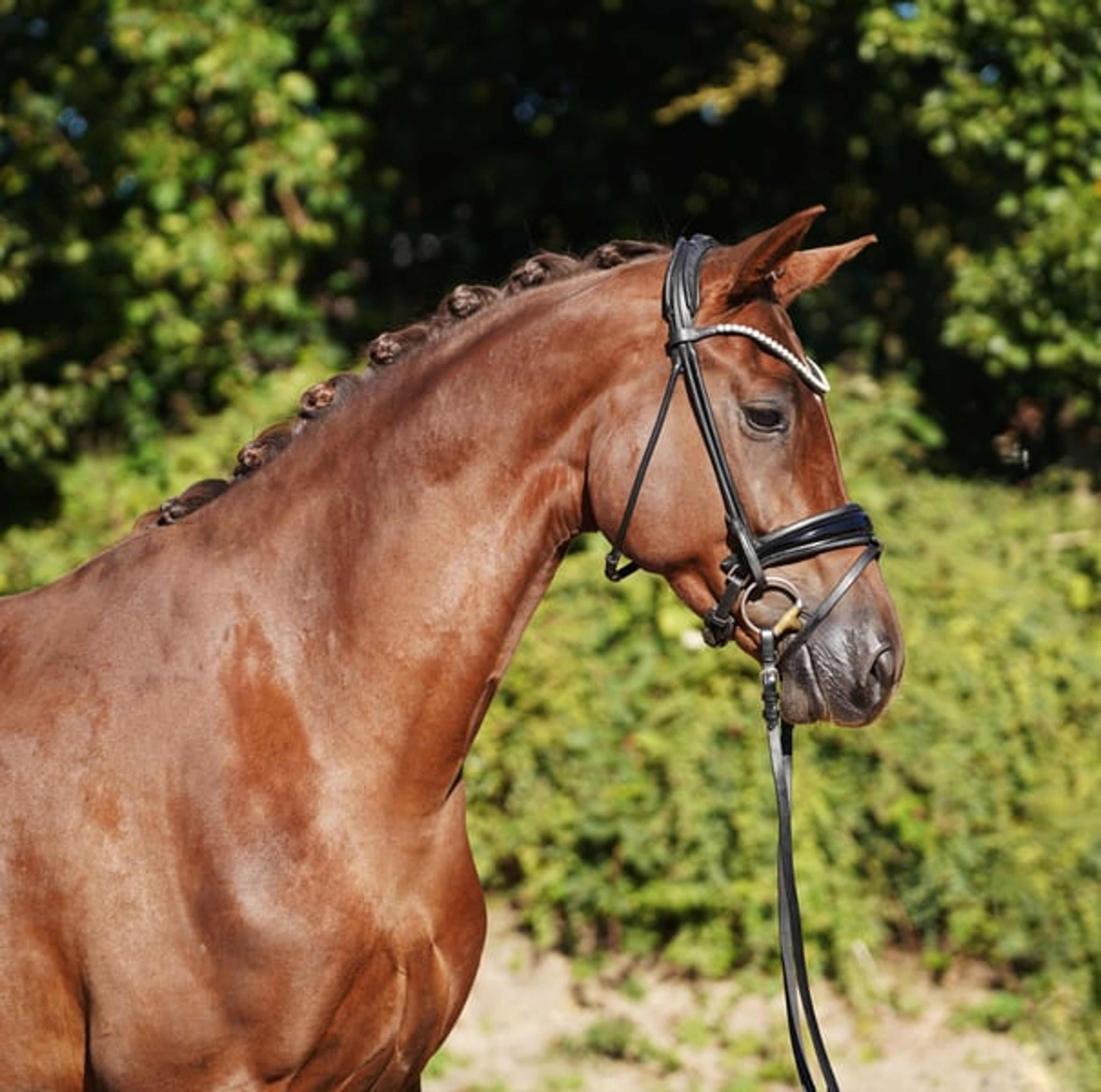 Beautiful chestnut mare - Image 7