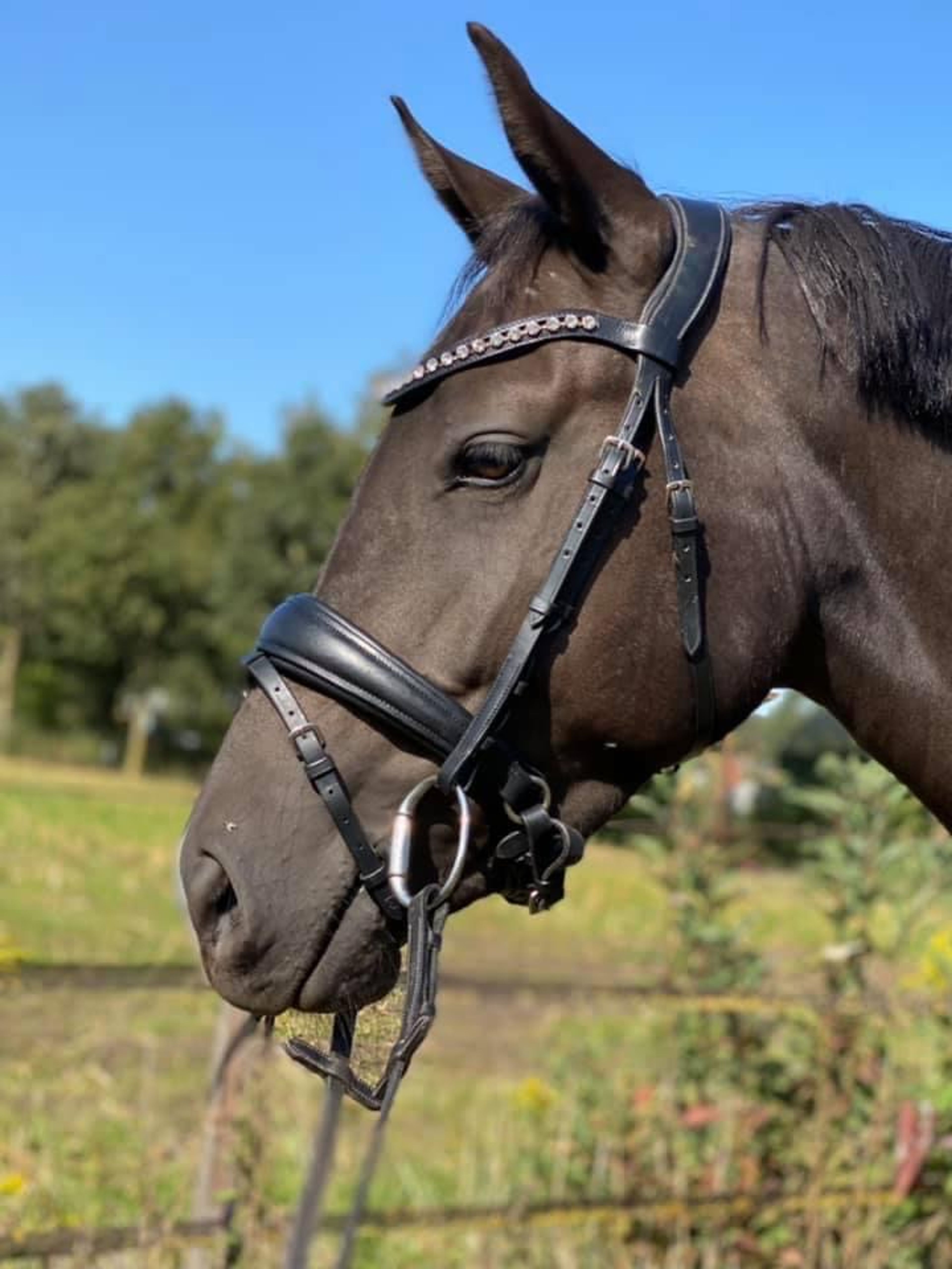 Poppings Carola (SPOEKEDAMMETJE’S NICK x ELSHOFS OTTO) - Image 3