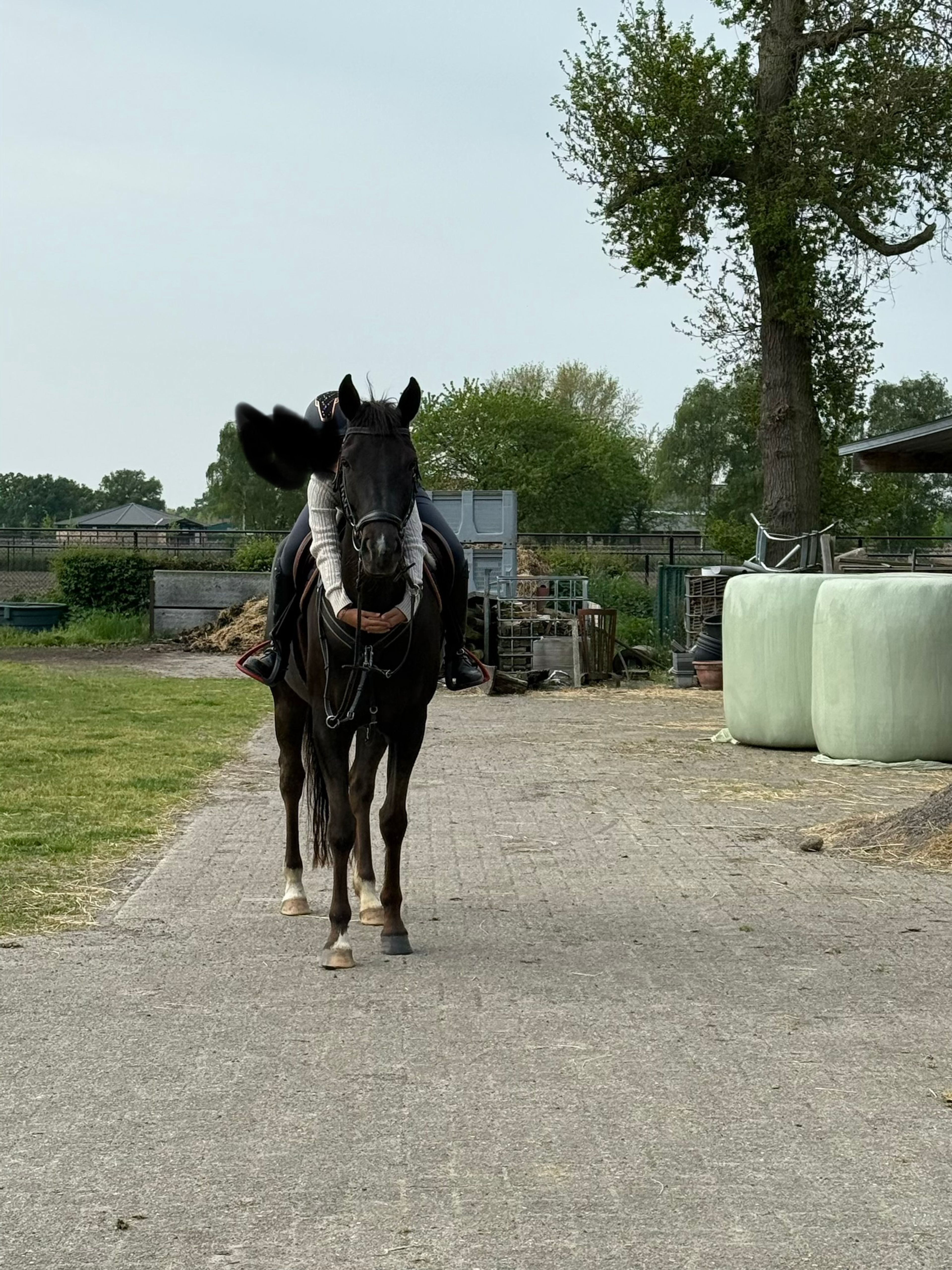 Poppings Carola (SPOEKEDAMMETJE’S NICK x ELSHOFS OTTO) - Image 7