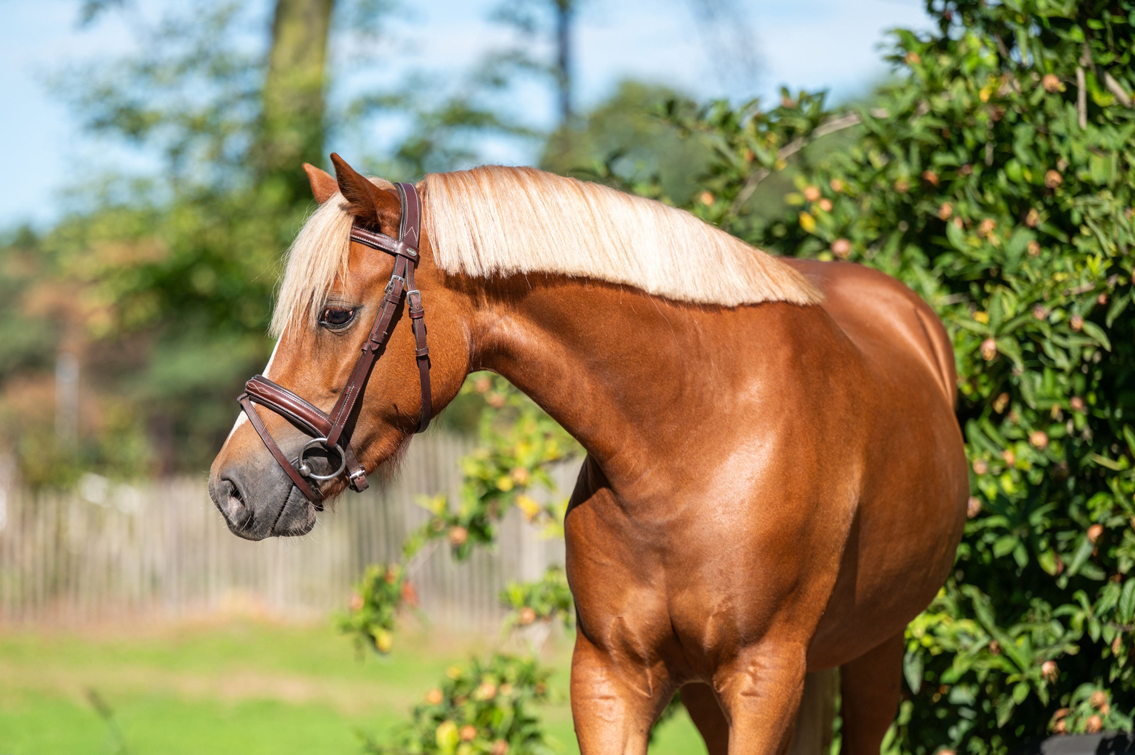 Liezelshof Daydream (LIEZELSHOF HELIO x TREVALLION AMBASSADOR) - Image 1
