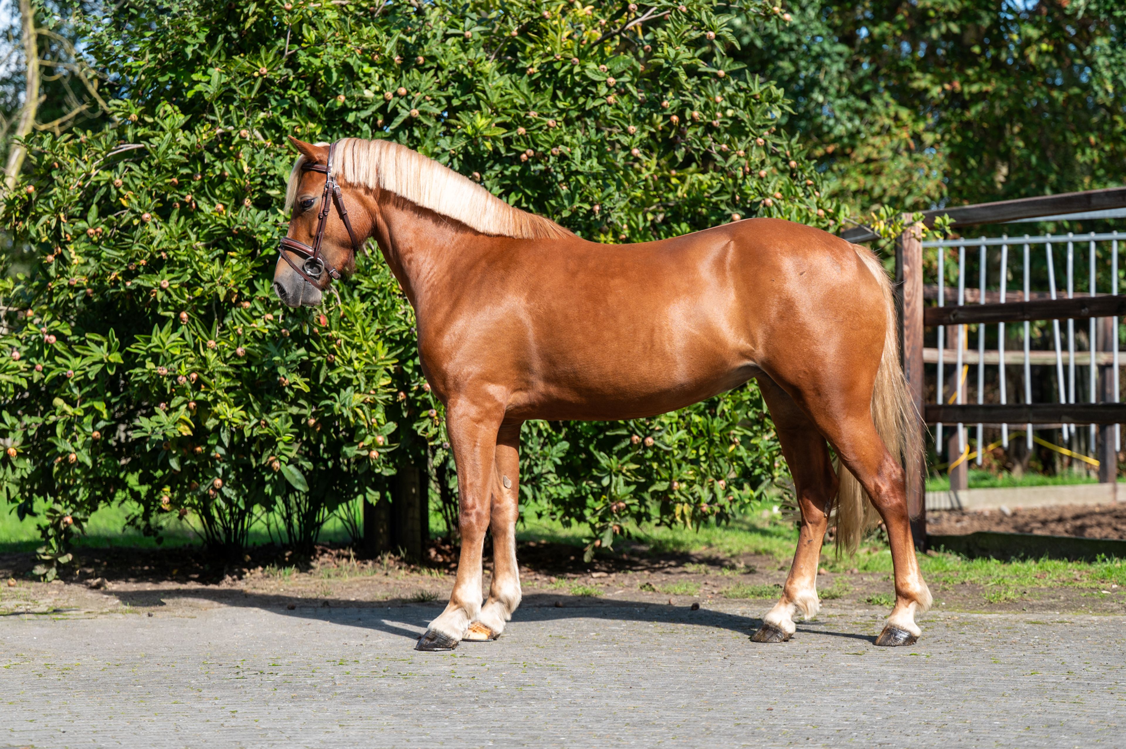 Liezelshof Daydream (LIEZELSHOF HELIO x TREVALLION AMBASSADOR) - Image 2