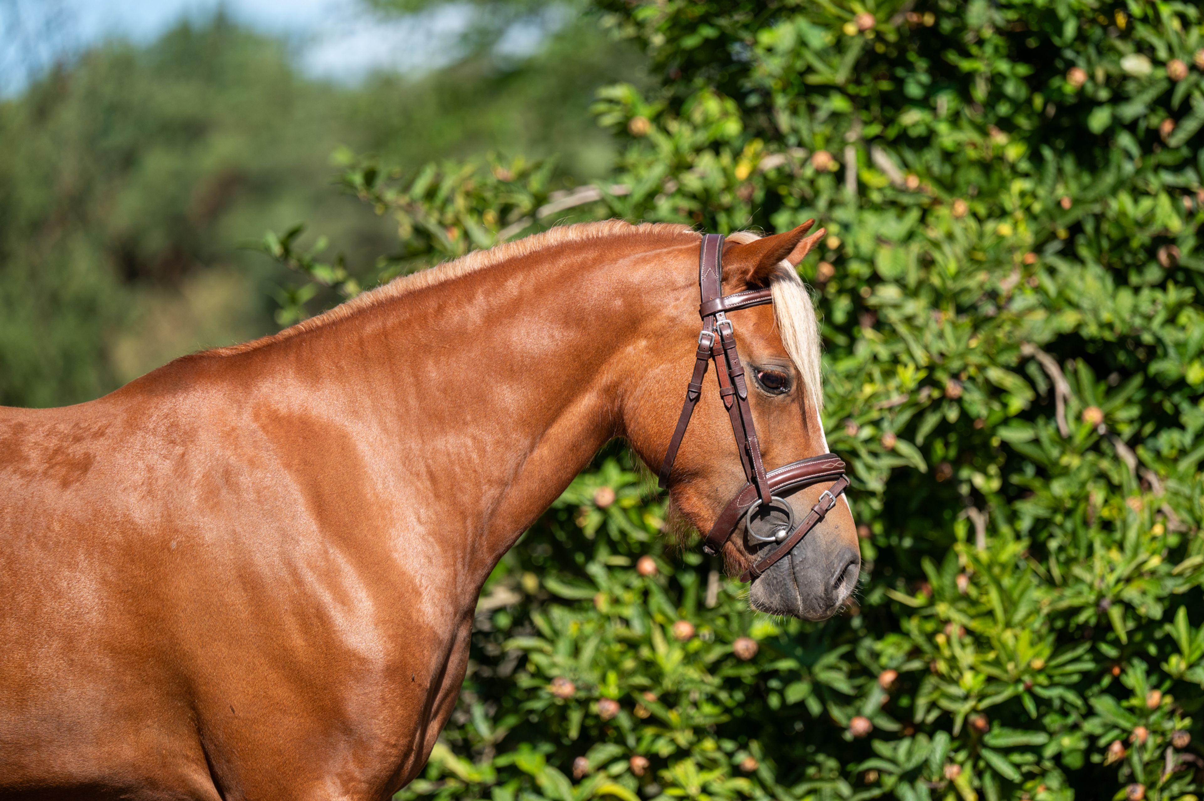 Liezelshof Daydream (LIEZELSHOF HELIO x TREVALLION AMBASSADOR) - Image 3