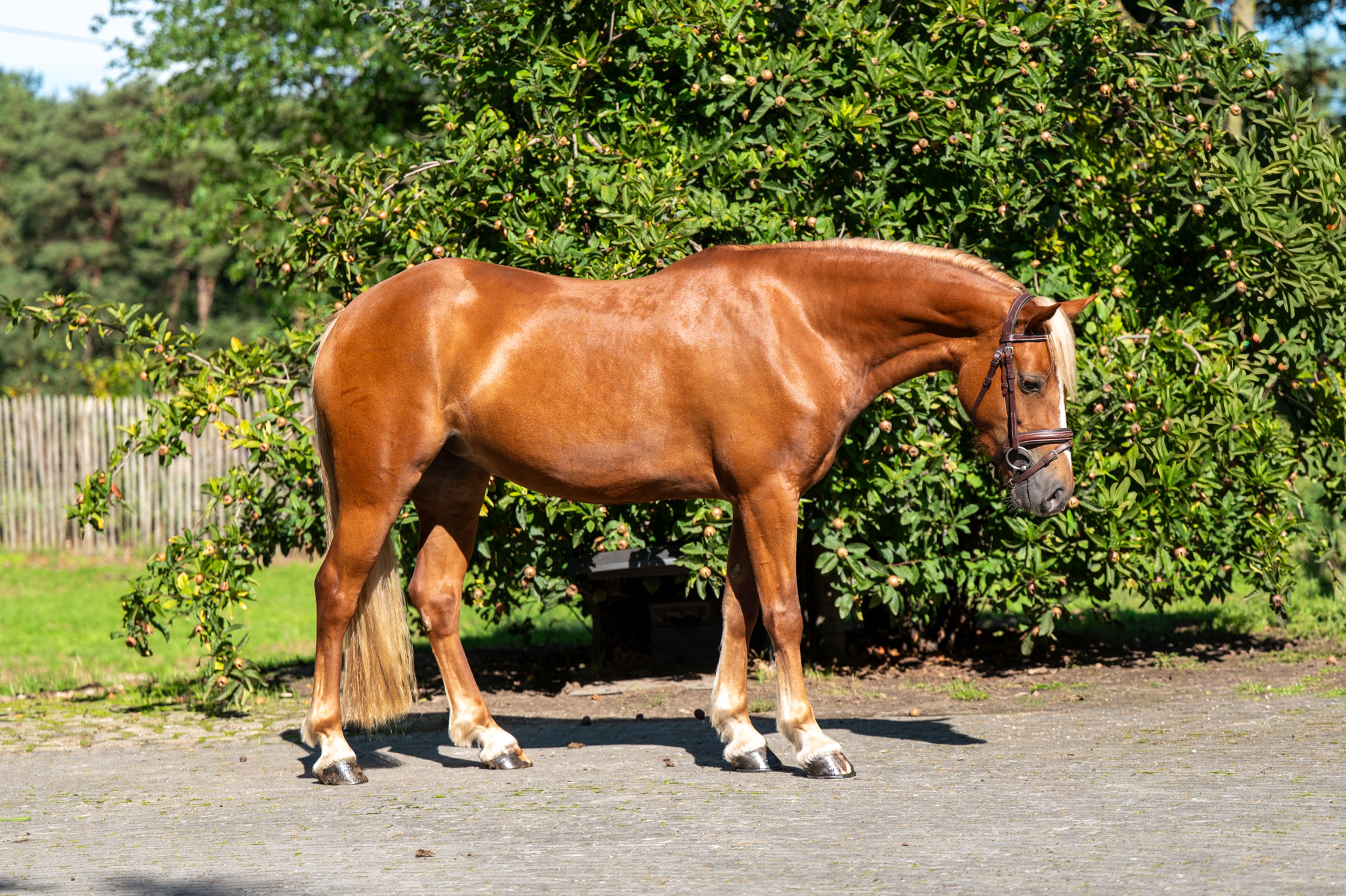 Liezelshof Daydream (LIEZELSHOF HELIO x TREVALLION AMBASSADOR) - Image 4