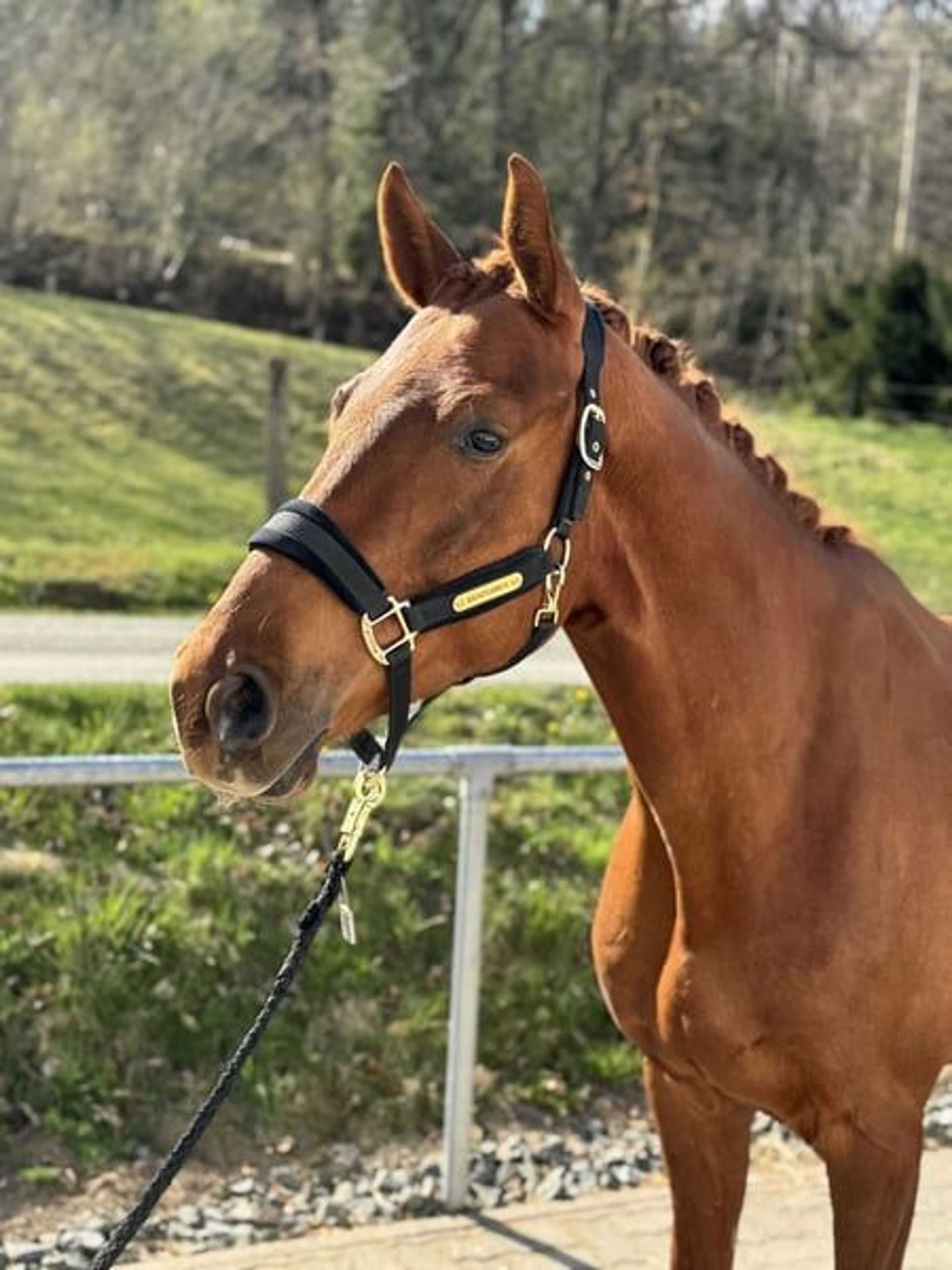 Beautiful gelding with talent for Grand Prix at an affordable price