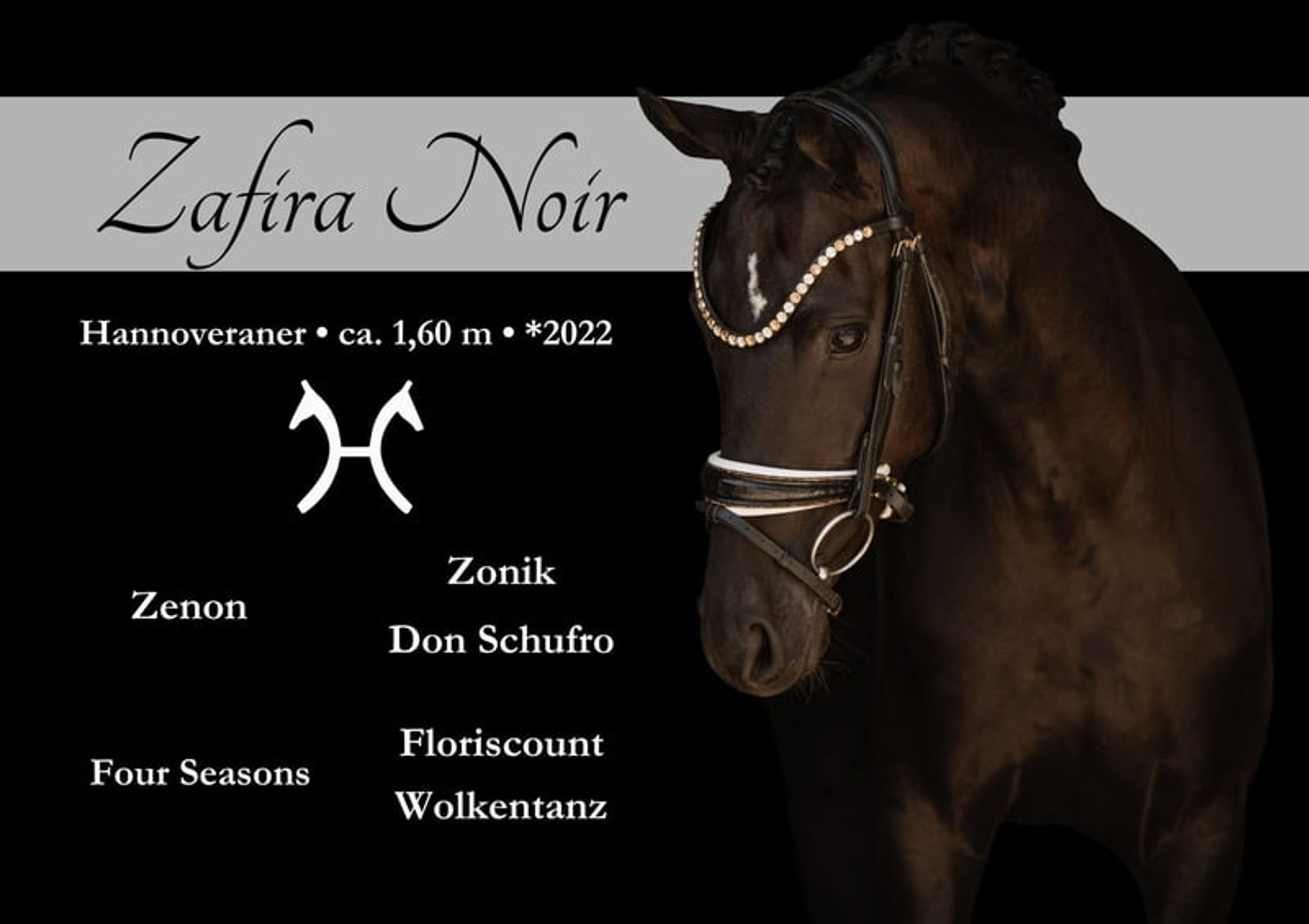 ⚜️Light-footed, well-behaved young horse with top quality⚜️