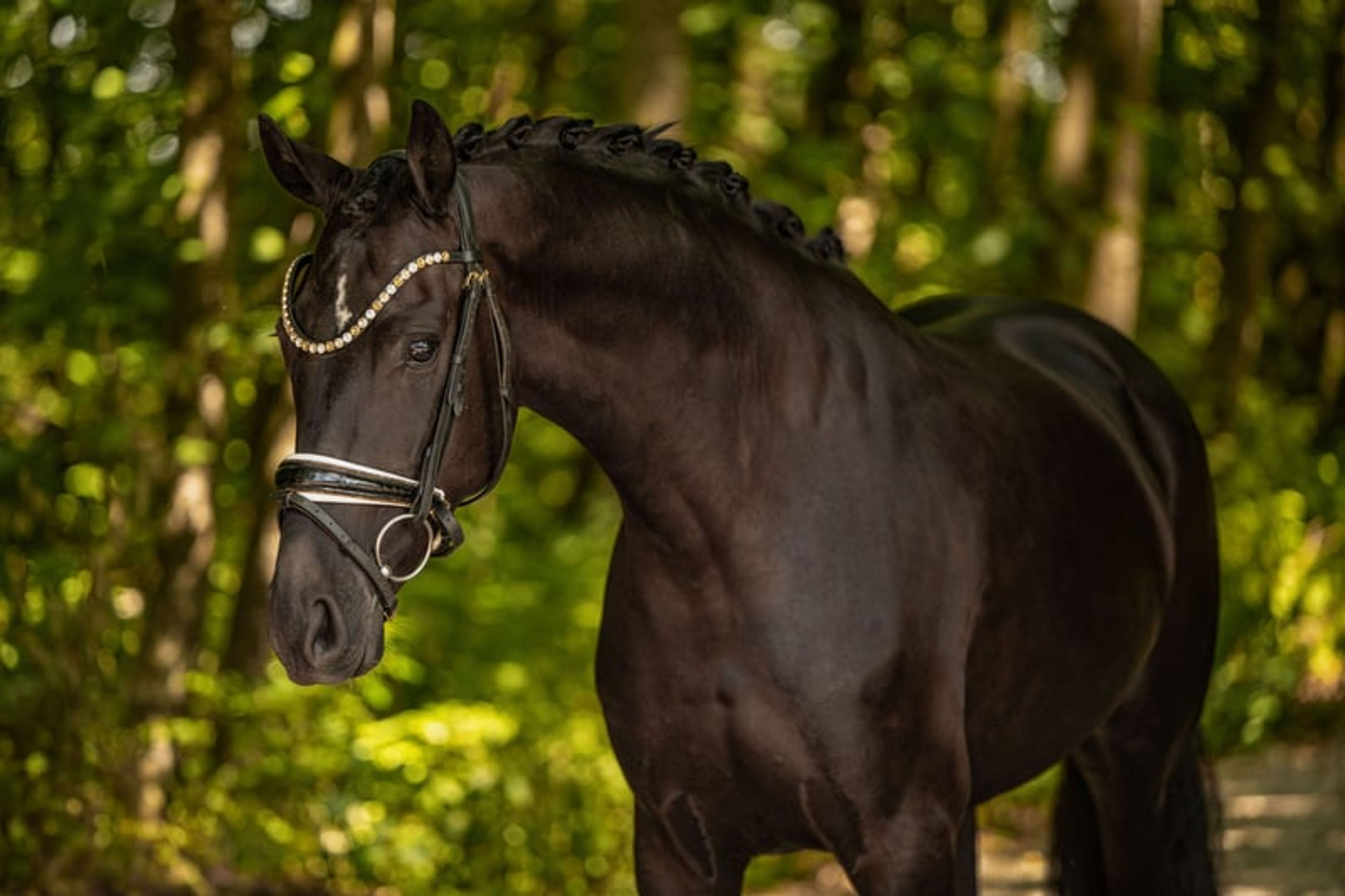 ⚜️Light-footed, well-behaved young horse with top quality⚜️ - Image 2
