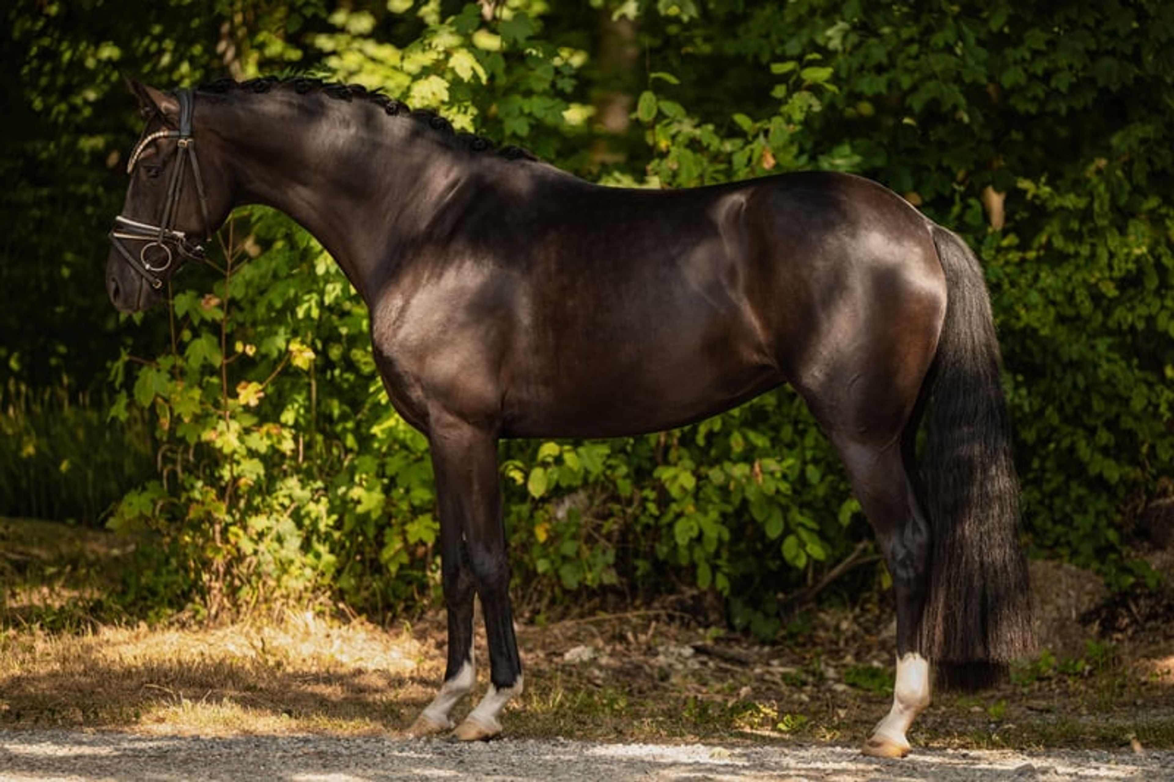 ⚜️Light-footed, well-behaved young horse with top quality⚜️ - Image 3