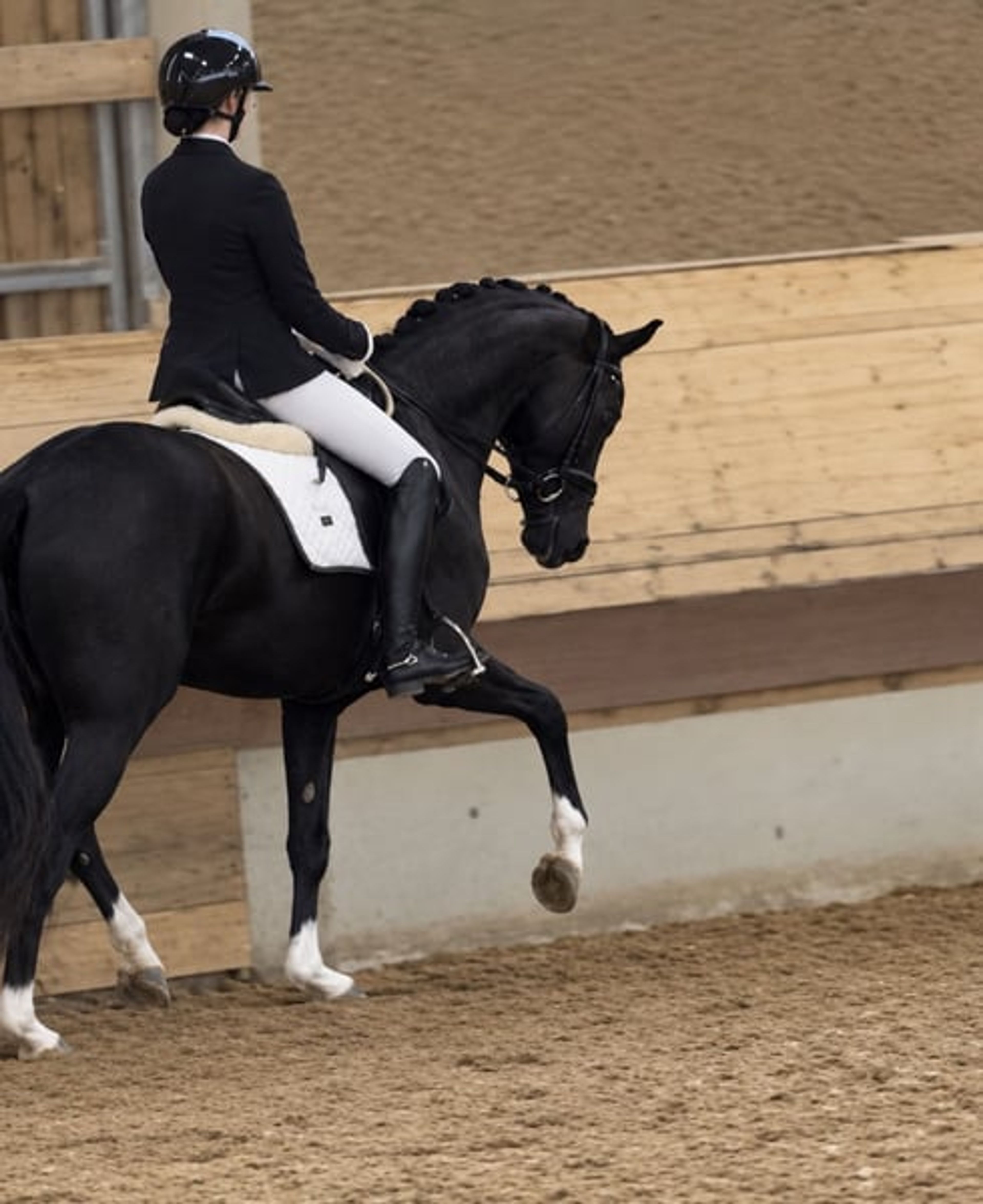 ⚜️Light-footed, well-behaved young horse with top quality⚜️ - Image 4