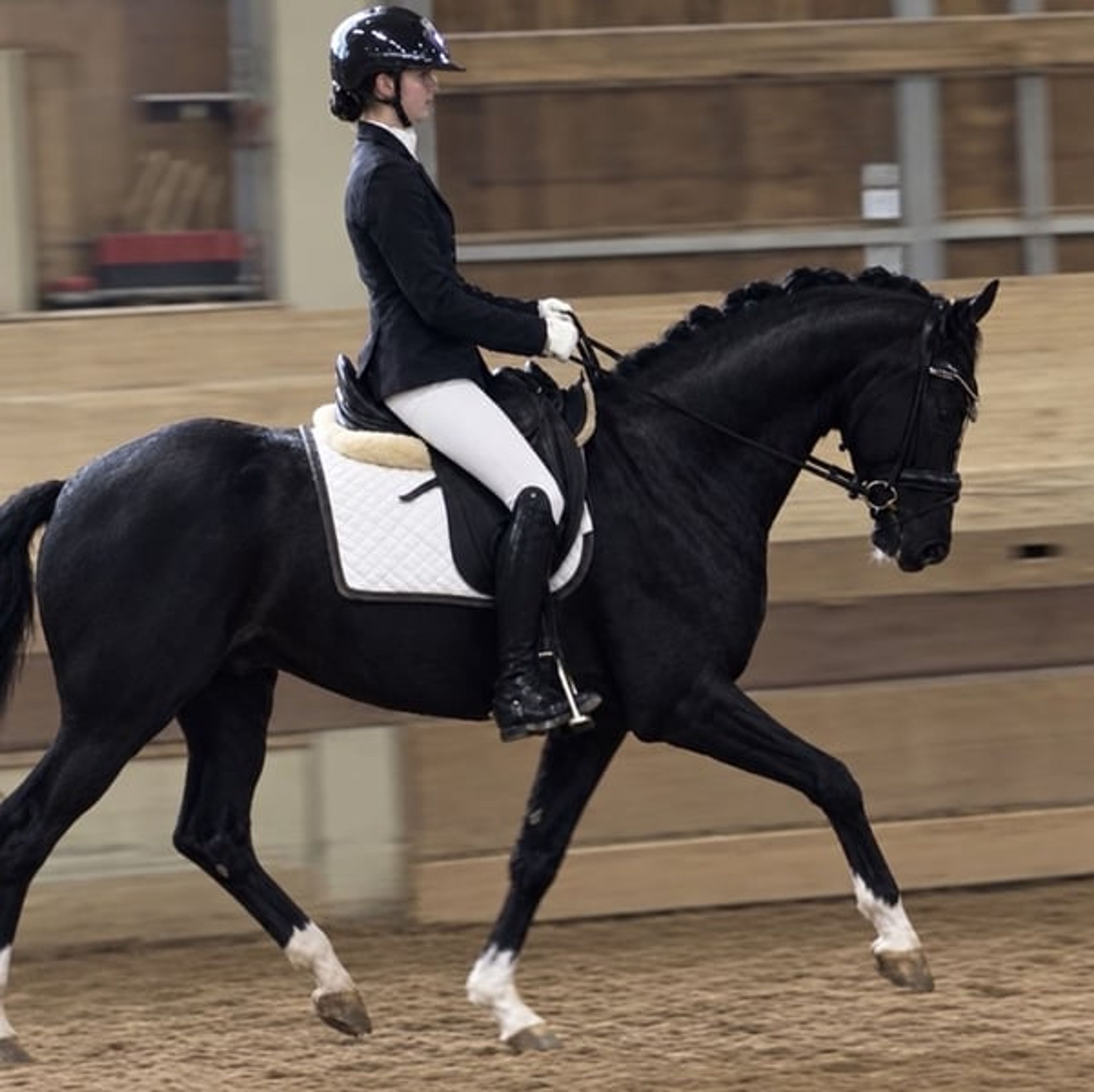⚜️Light-footed, well-behaved young horse with top quality⚜️ - Image 5