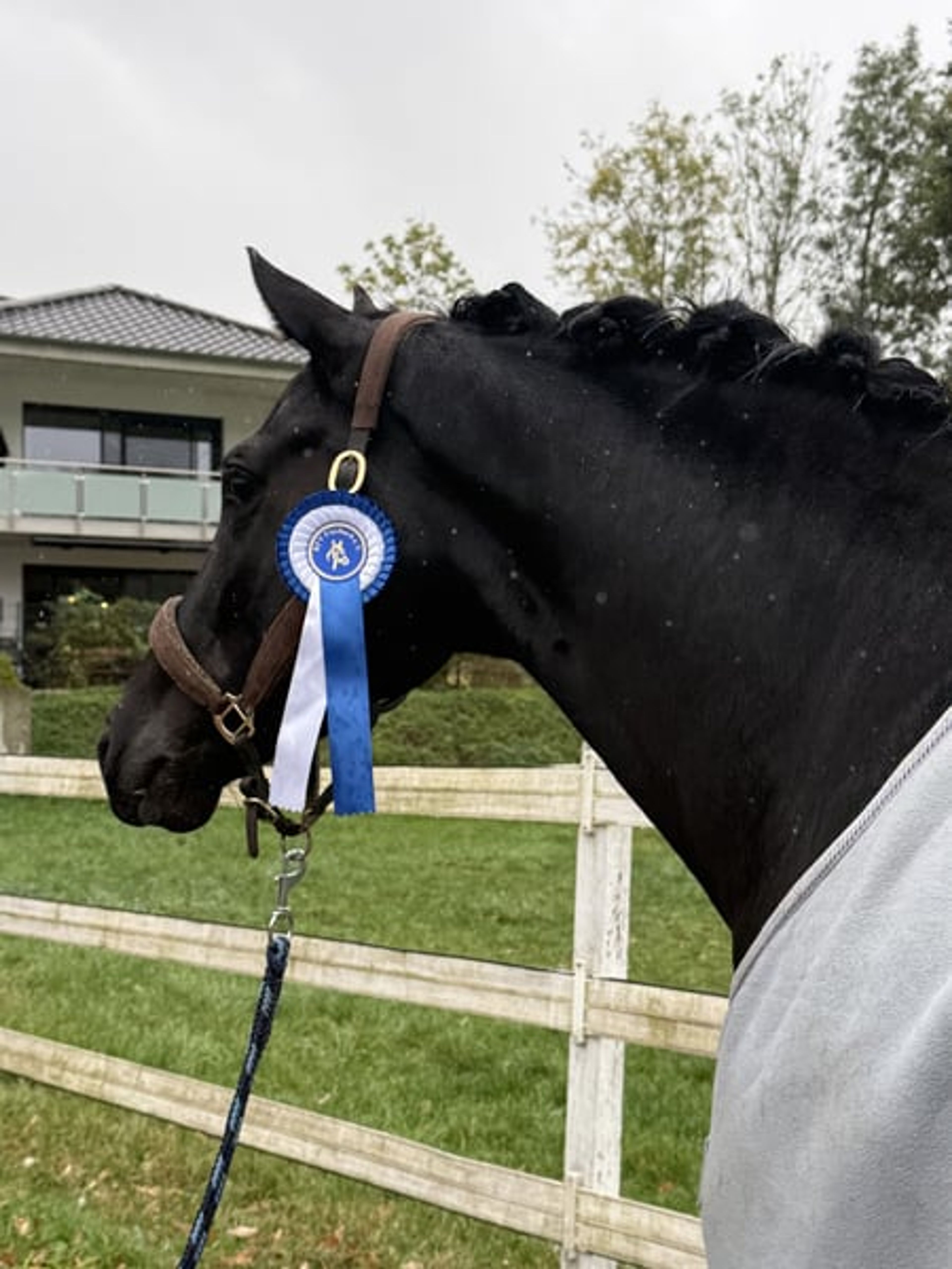 ⚜️Light-footed, well-behaved young horse with top quality⚜️ - Image 6