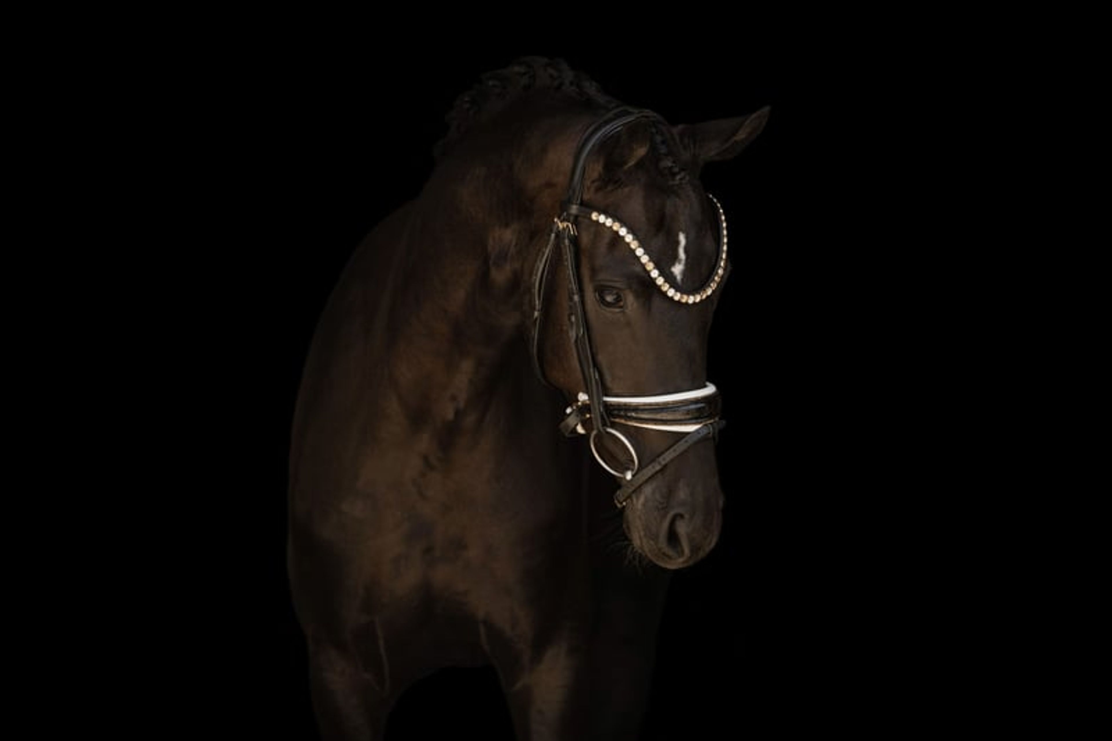 ⚜️Light-footed, well-behaved young horse with top quality⚜️ - Image 7