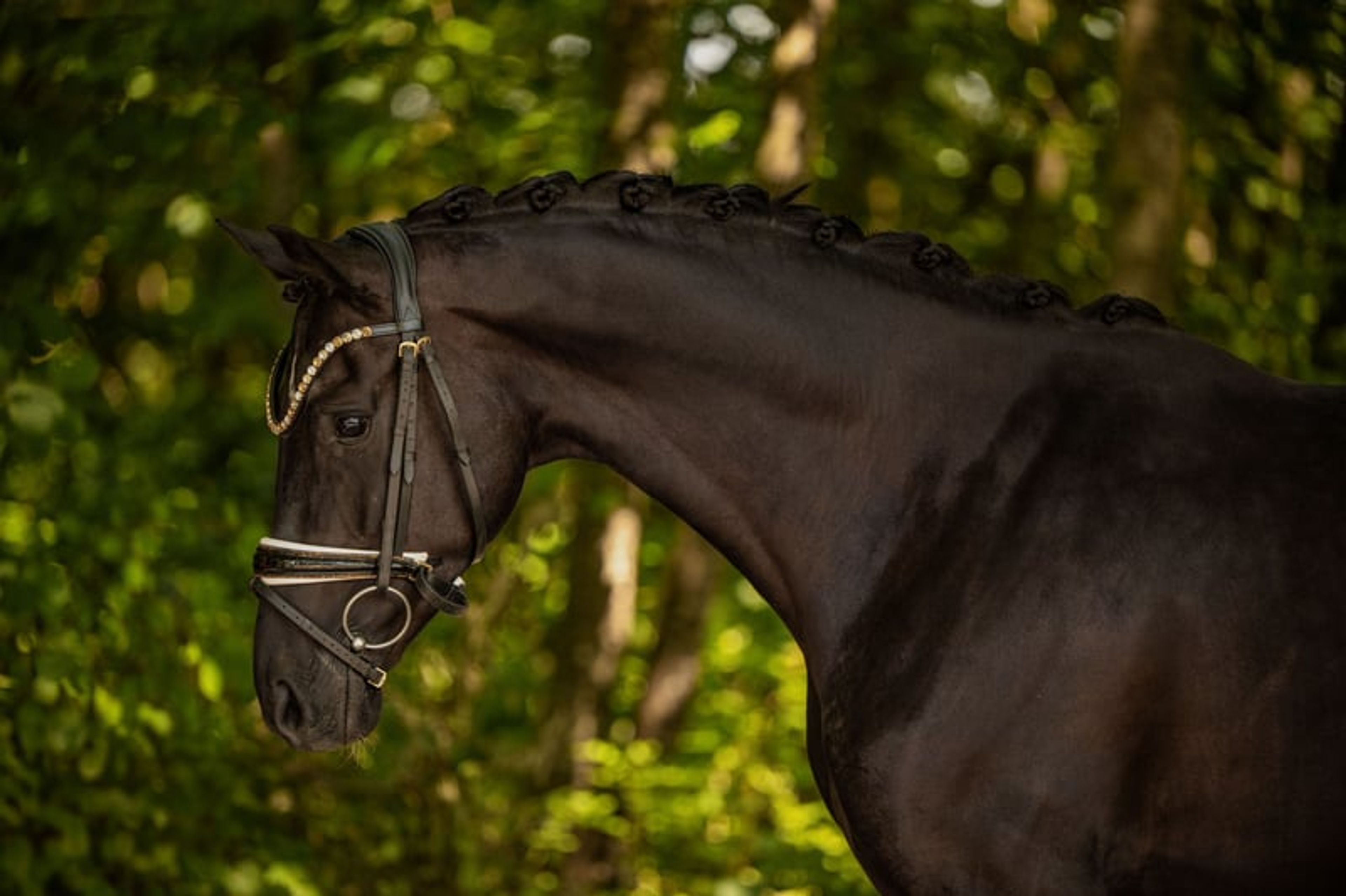 ⚜️Light-footed, well-behaved young horse with top quality⚜️ - Image 8