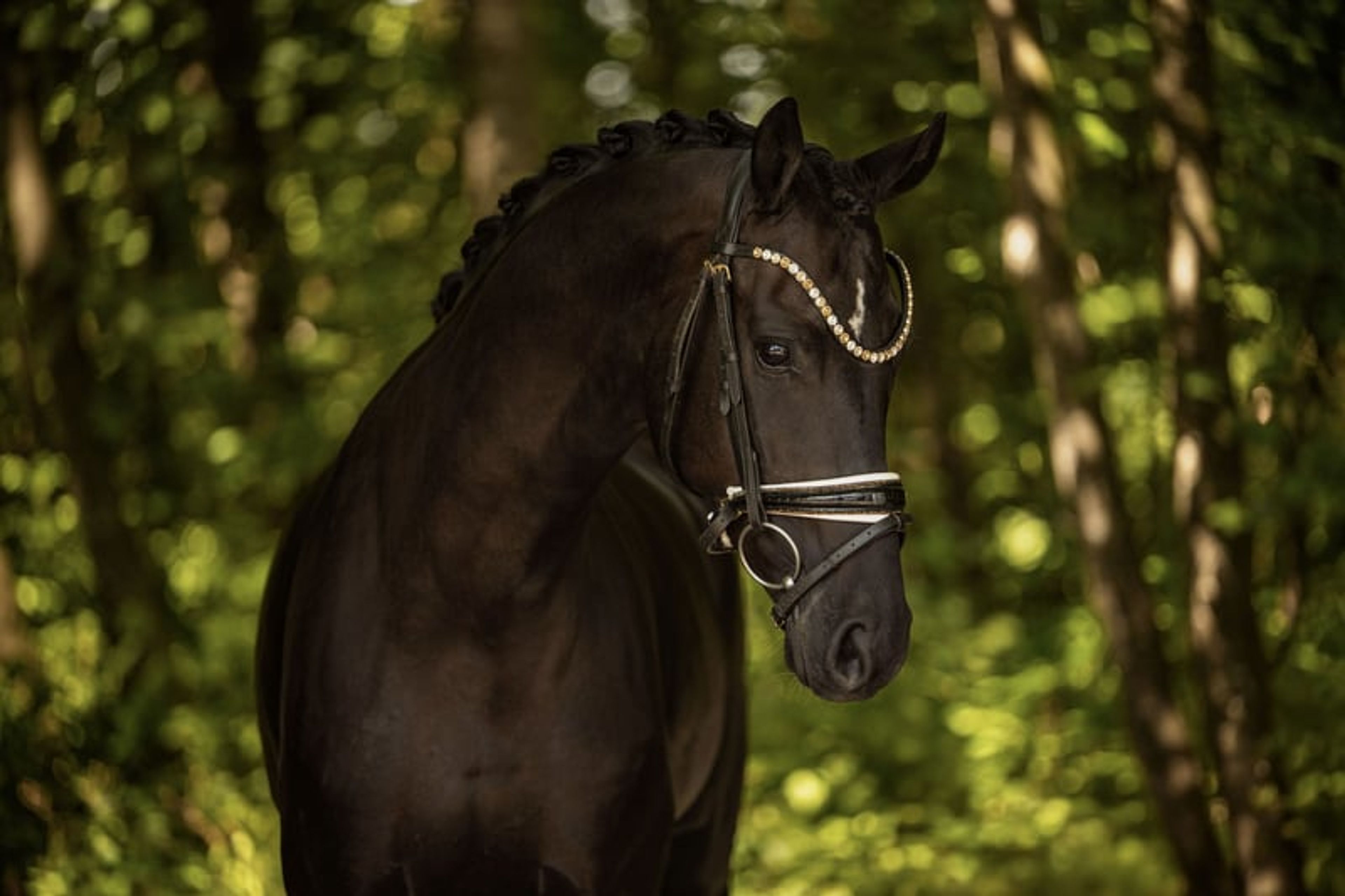 ⚜️Light-footed, well-behaved young horse with top quality⚜️ - Image 9