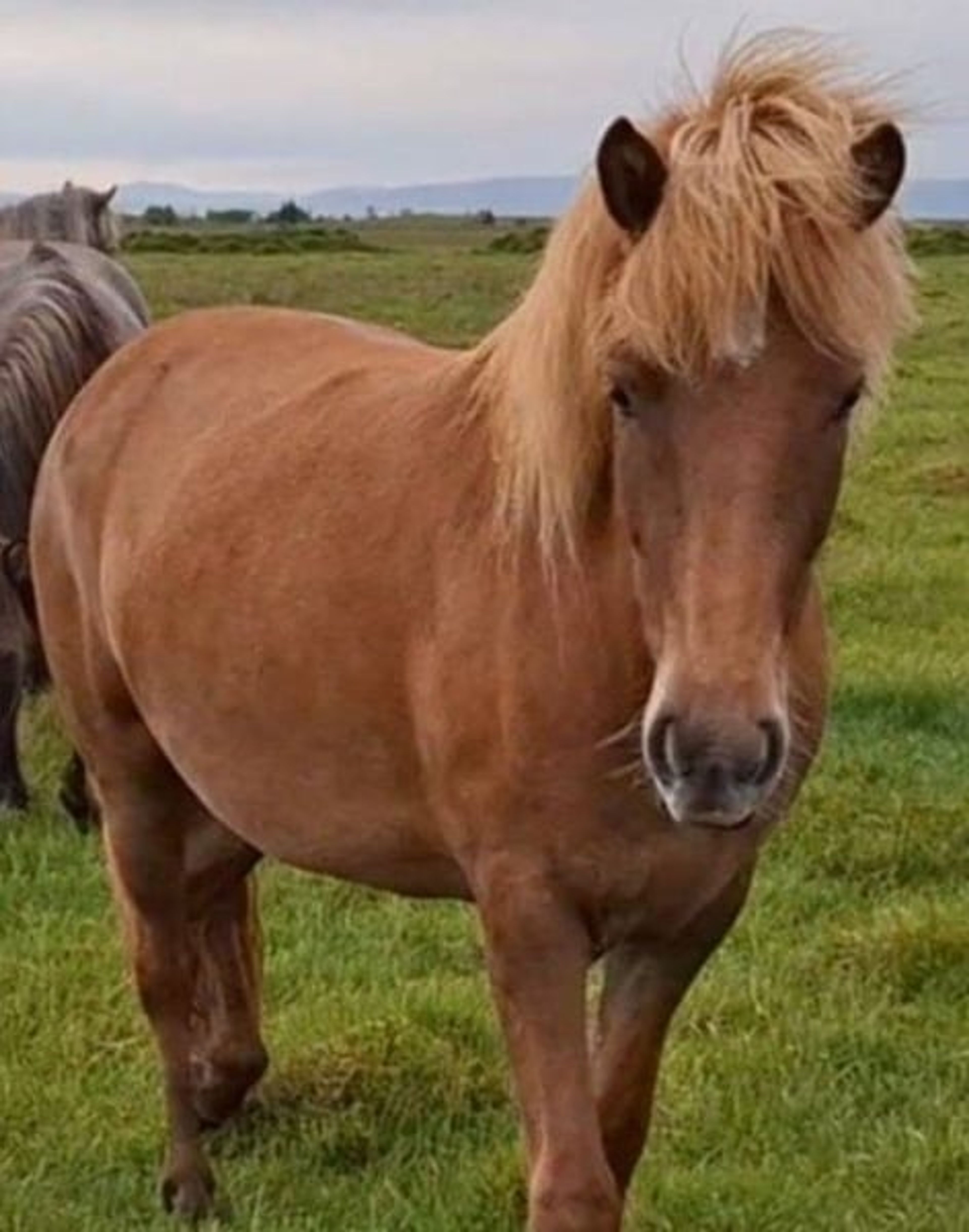 People-oriented mare, in foal to Ellert-Son (W21 Gen)