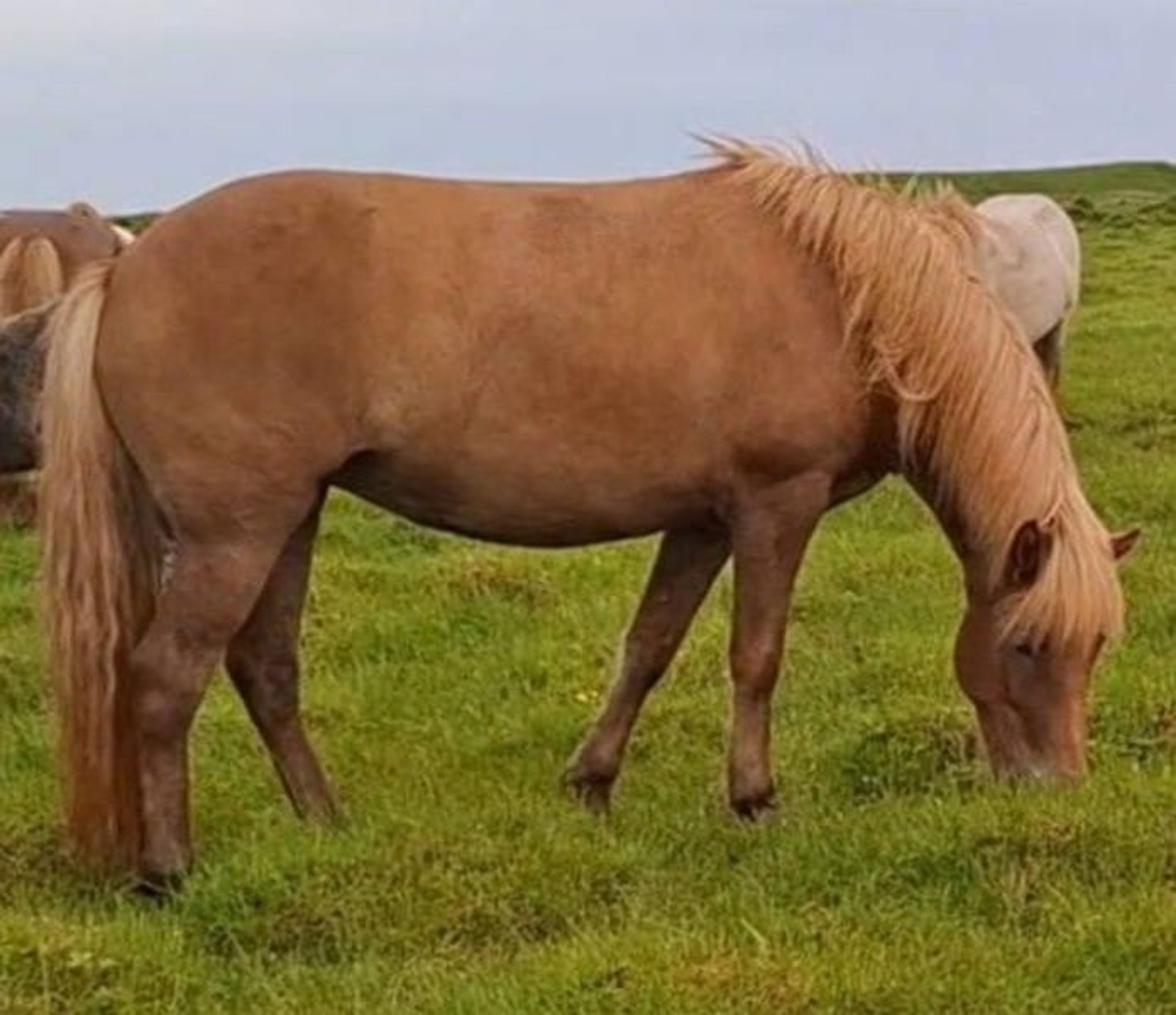 People-oriented mare, in foal to Ellert-Son (W21 Gen) - Image 2
