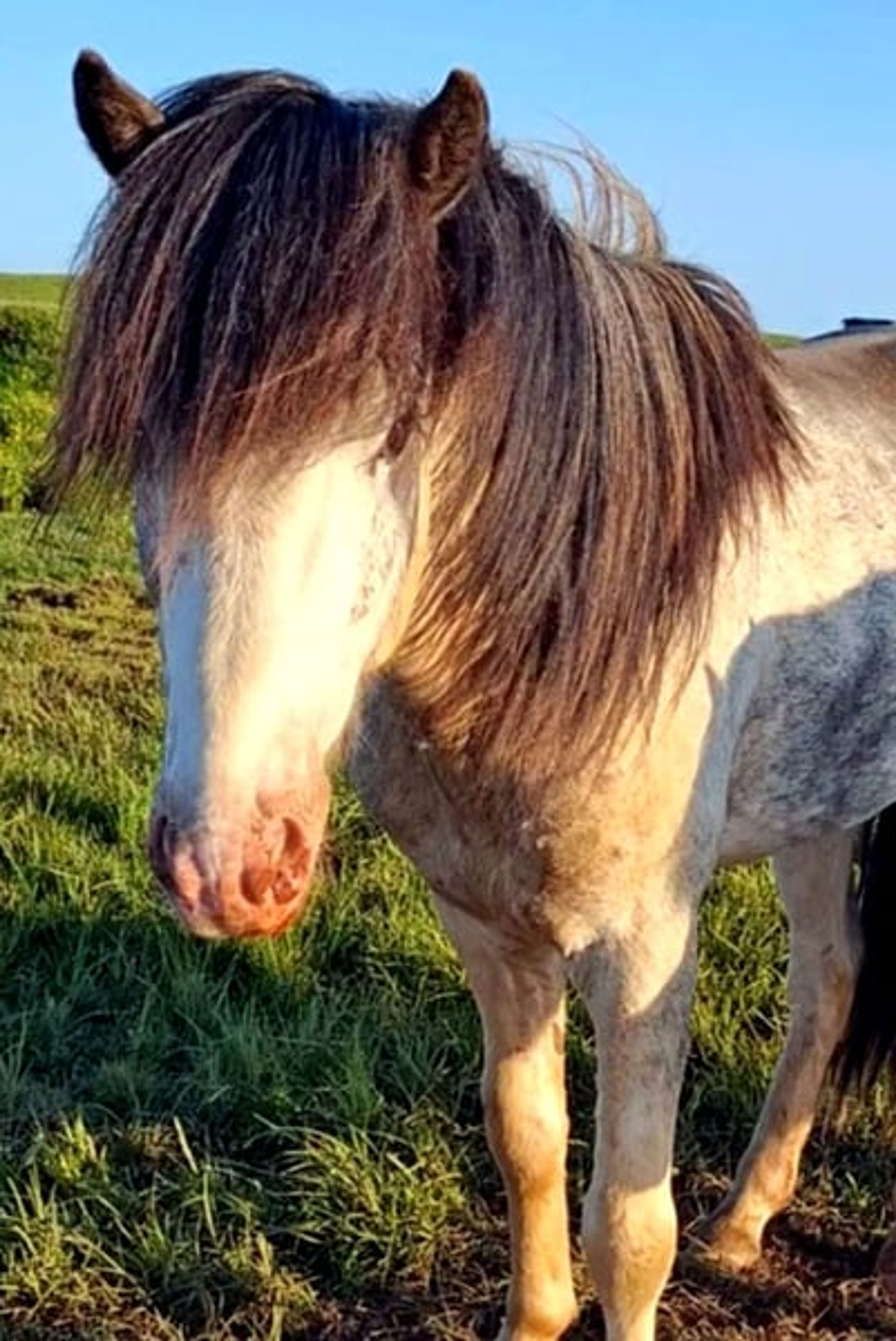 People-oriented mare, in foal to Ellert-Son (W21 Gen) - Image 3