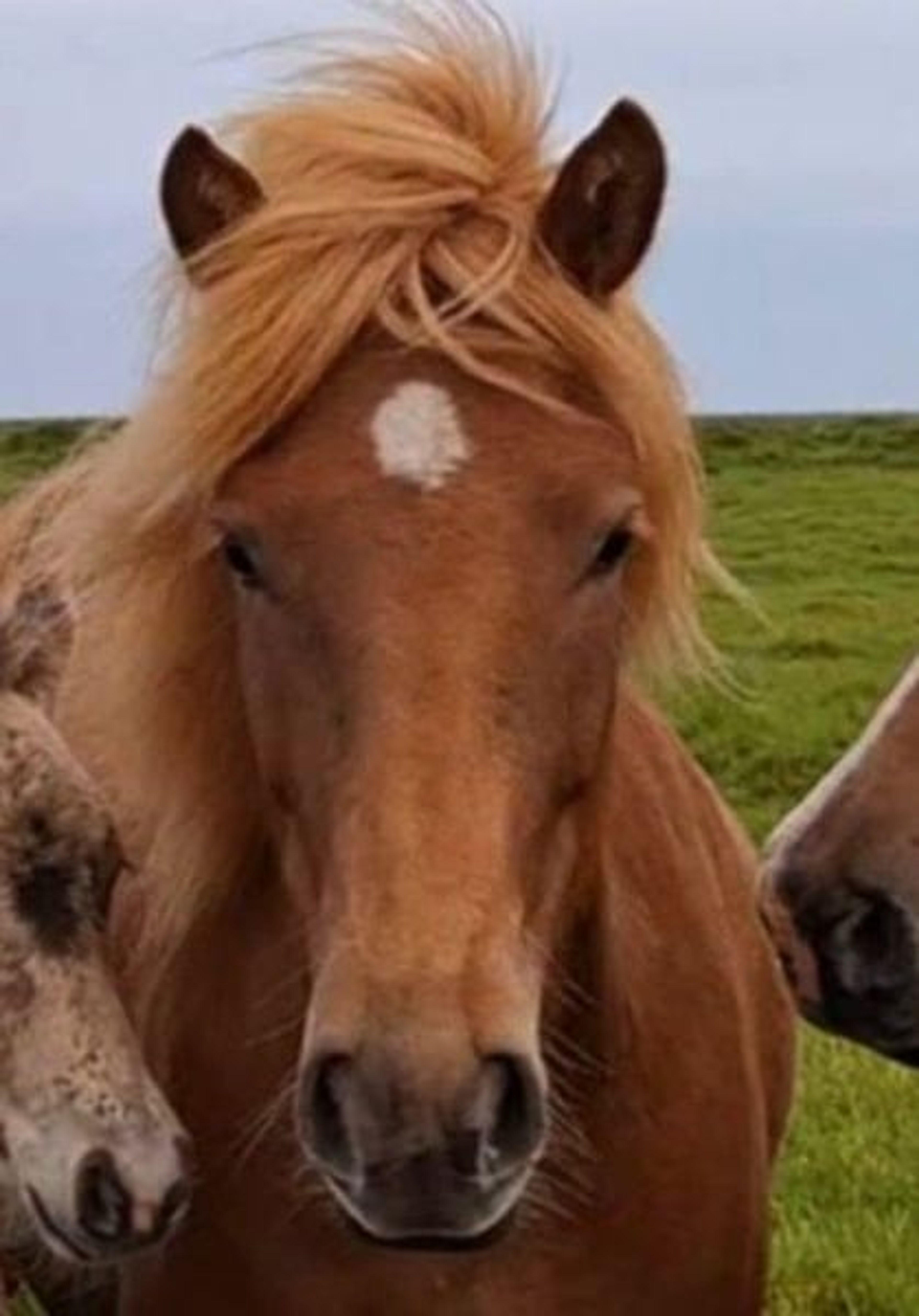 People-oriented mare, in foal to Ellert-Son (W21 Gen) - Image 4