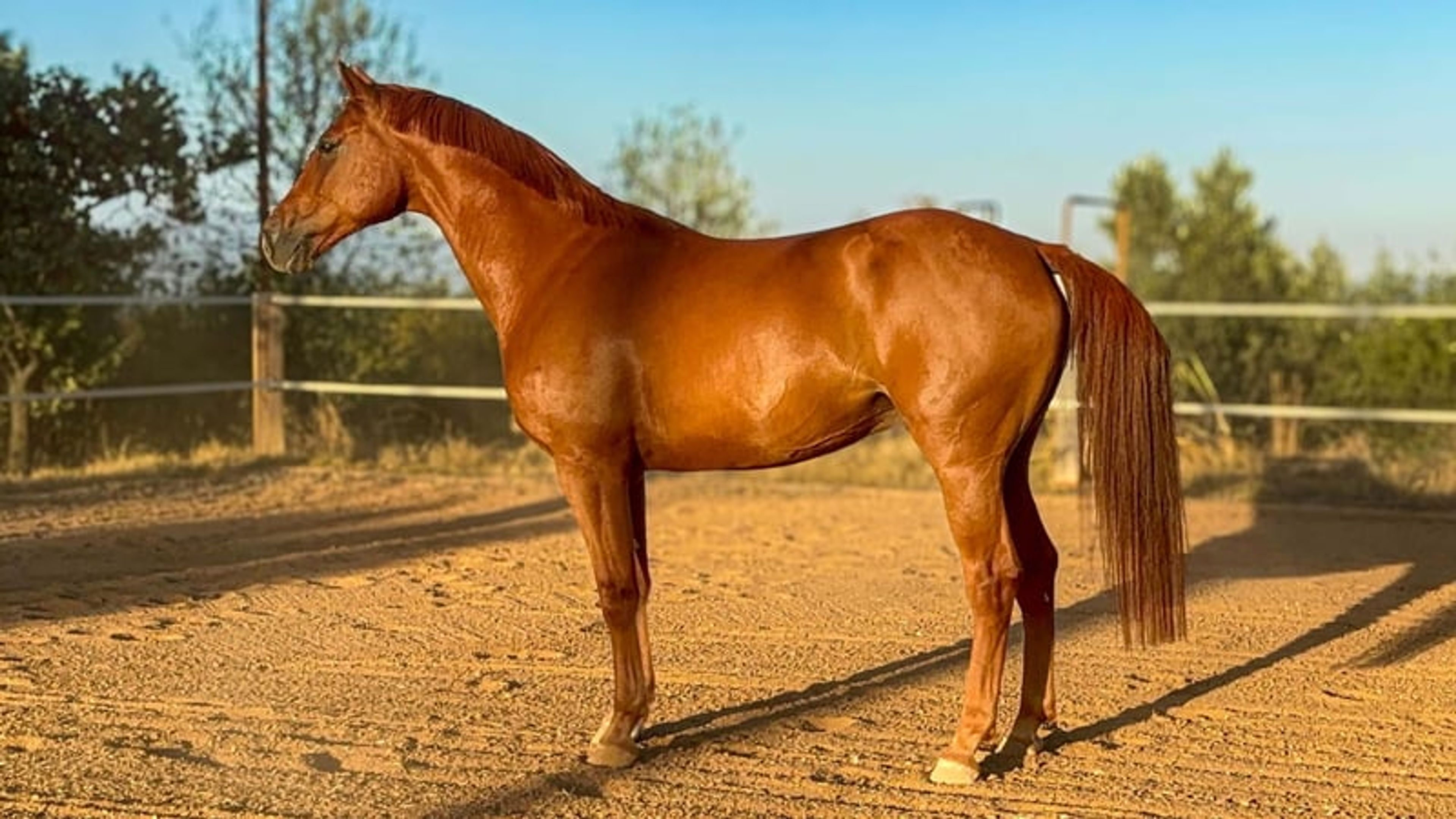 Excellent horse with great potential and a strong maternal line
