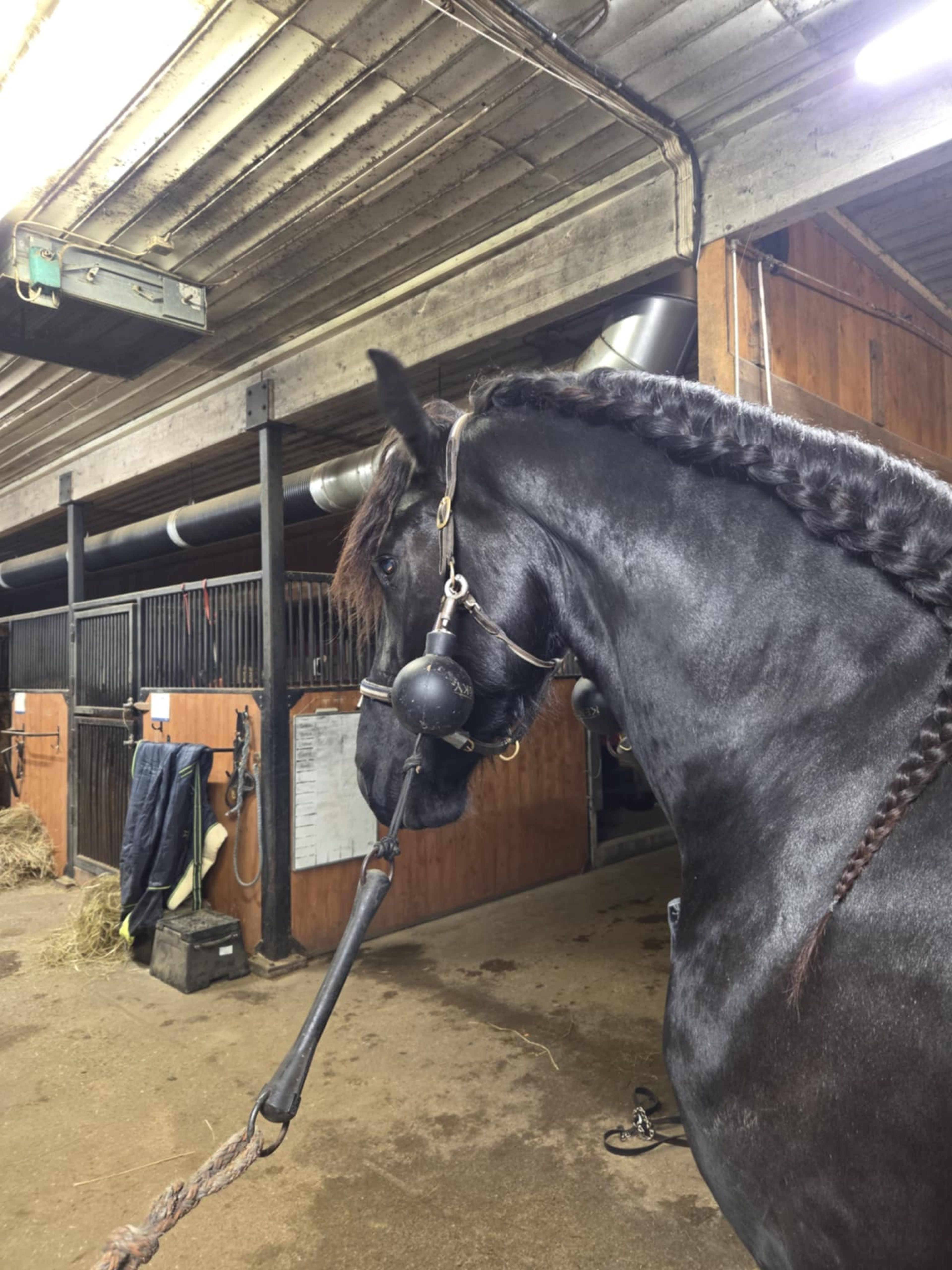 Sirius fan Noordster - Image 2