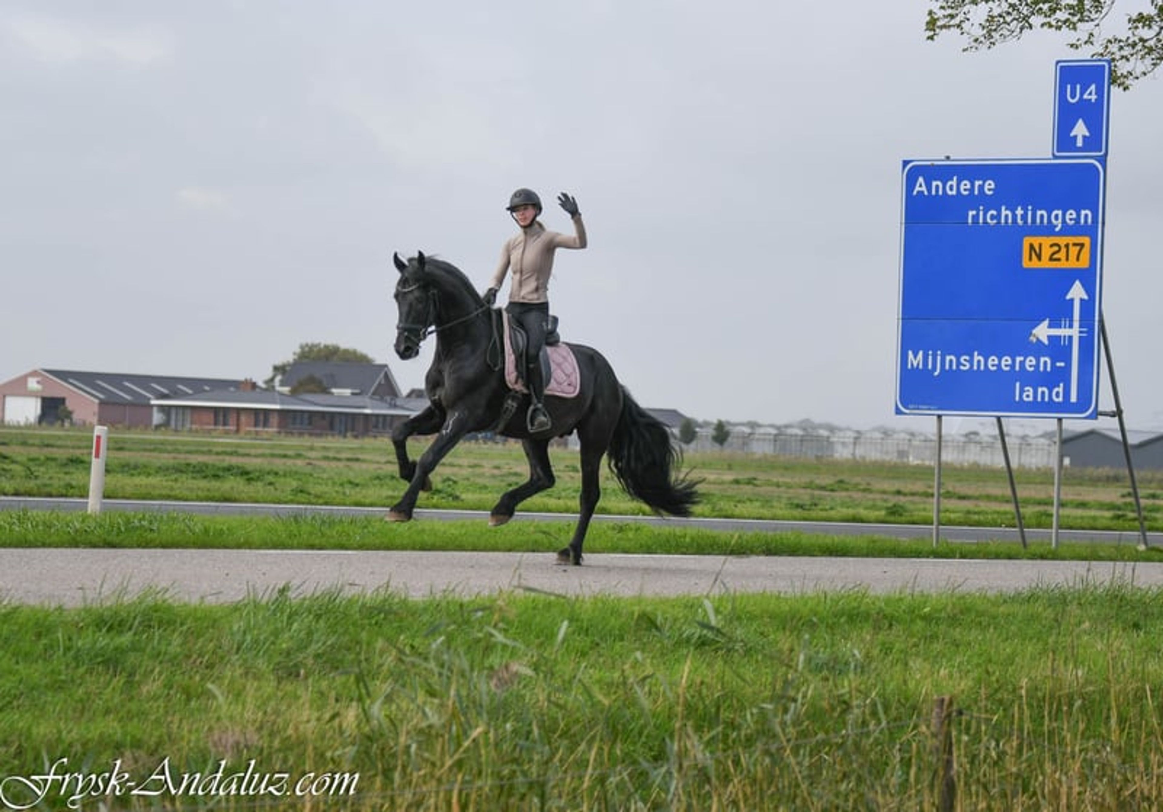 Beautiful and sweet Ster stallion