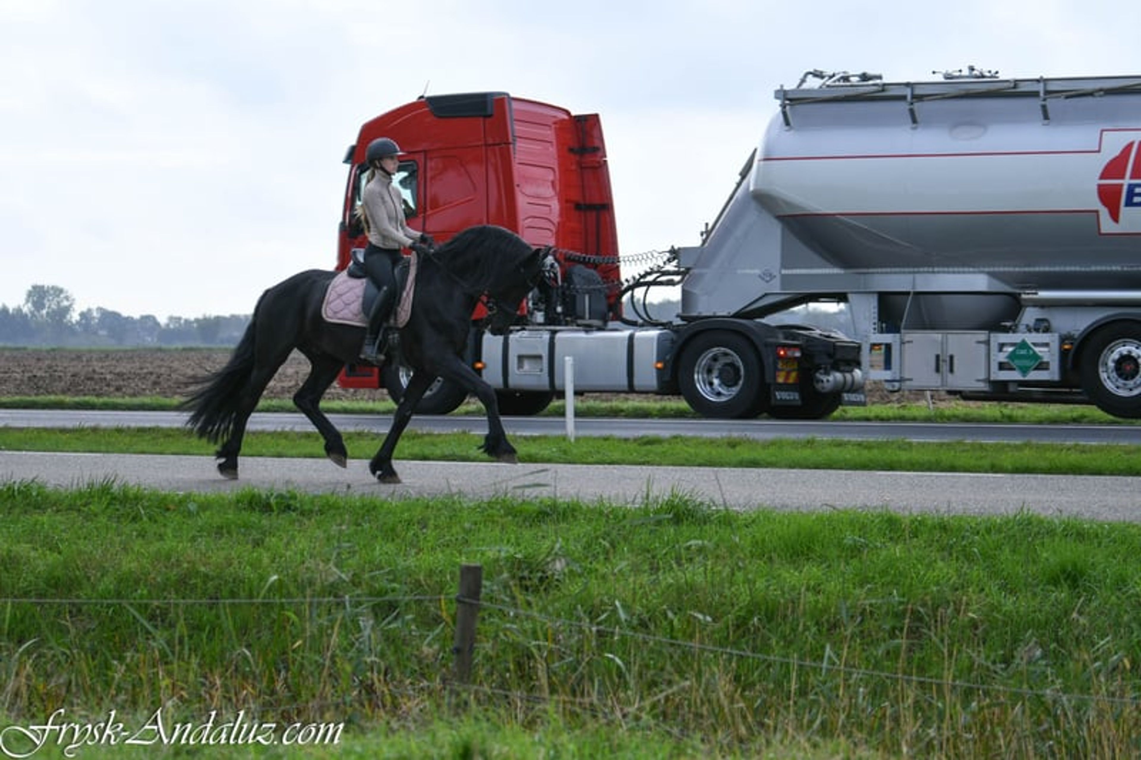 Beautiful and sweet Ster stallion - Image 2