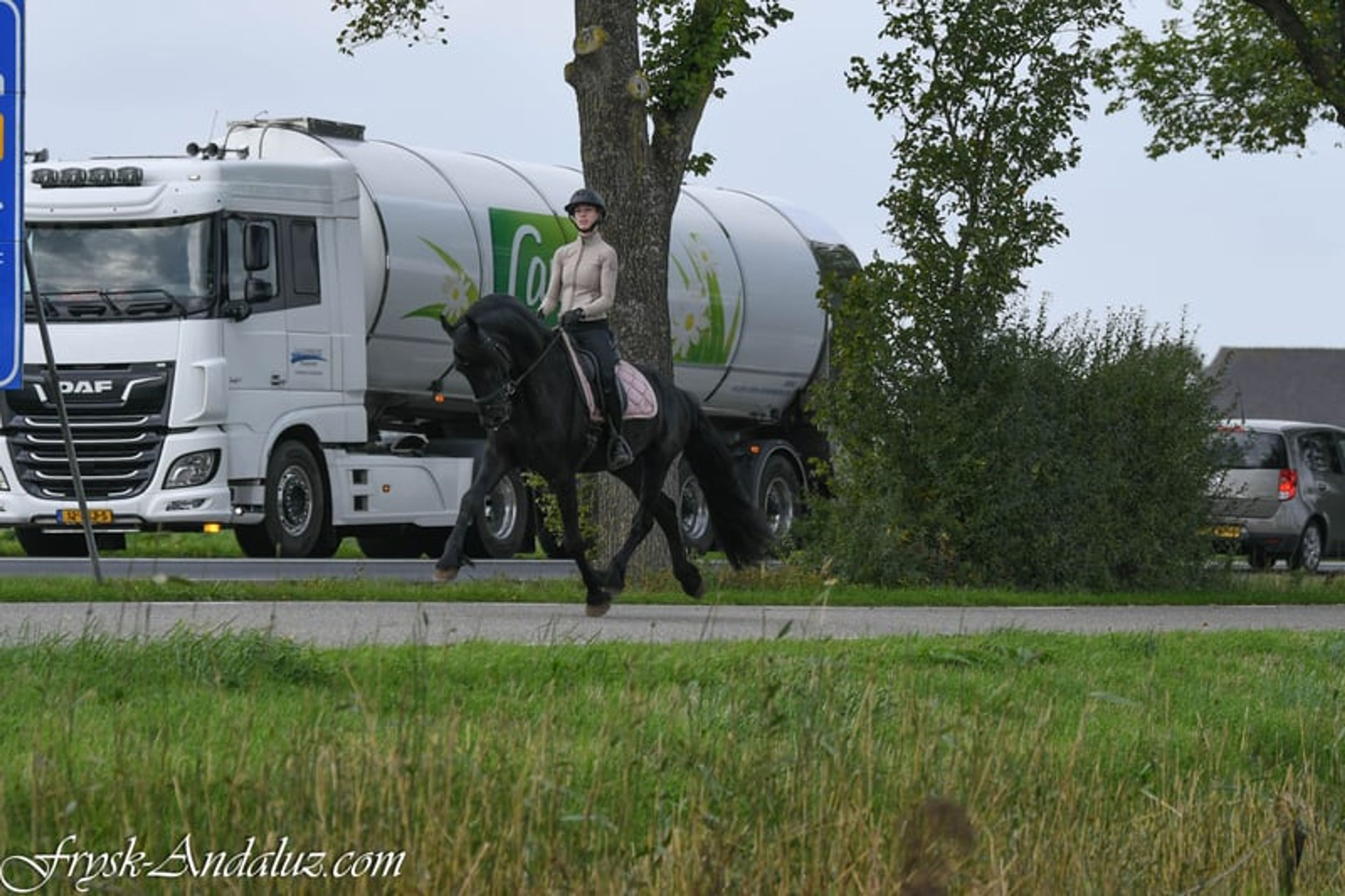 Beautiful and sweet Ster stallion - Image 3