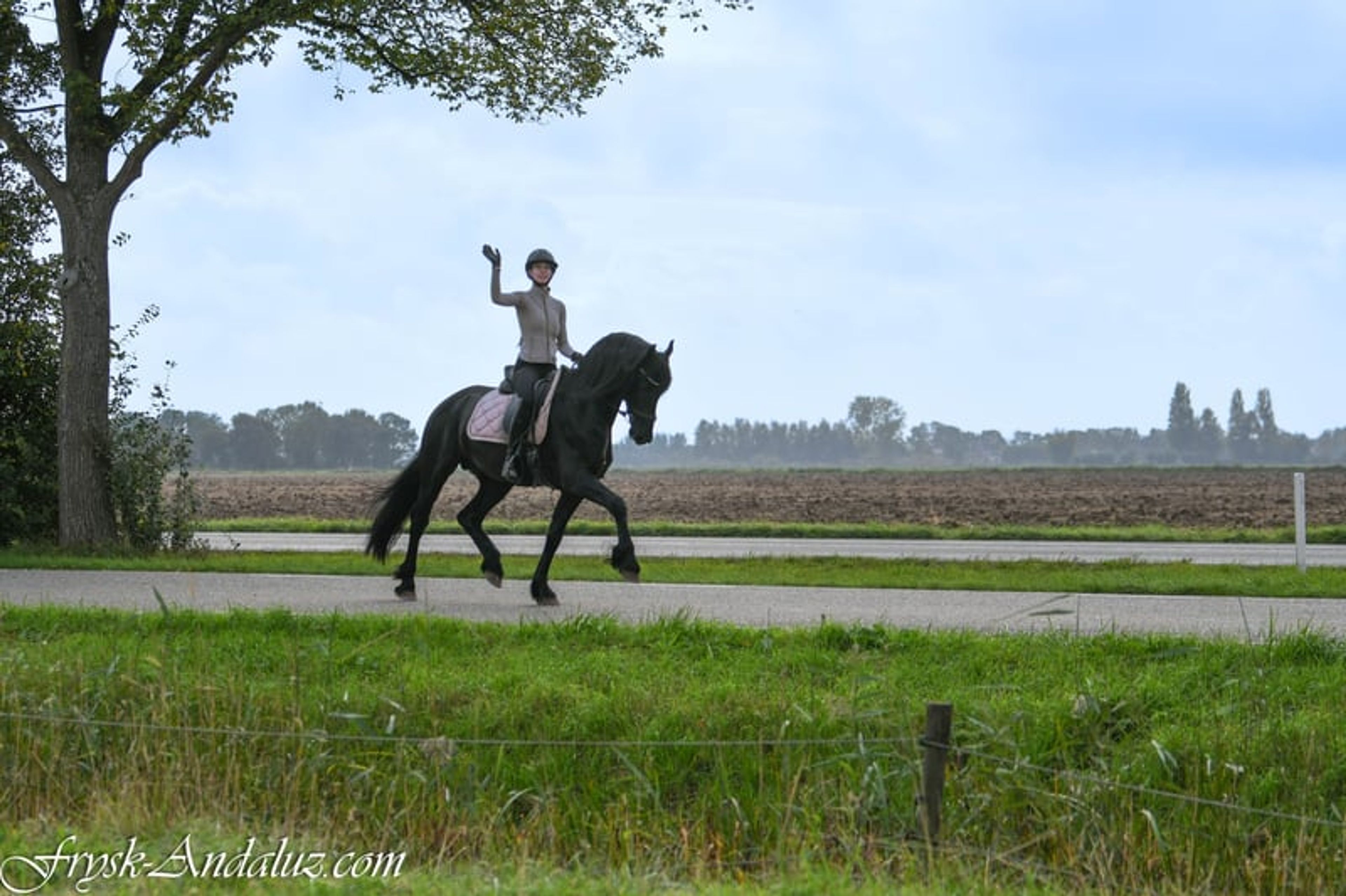 Beautiful and sweet Ster stallion - Image 4