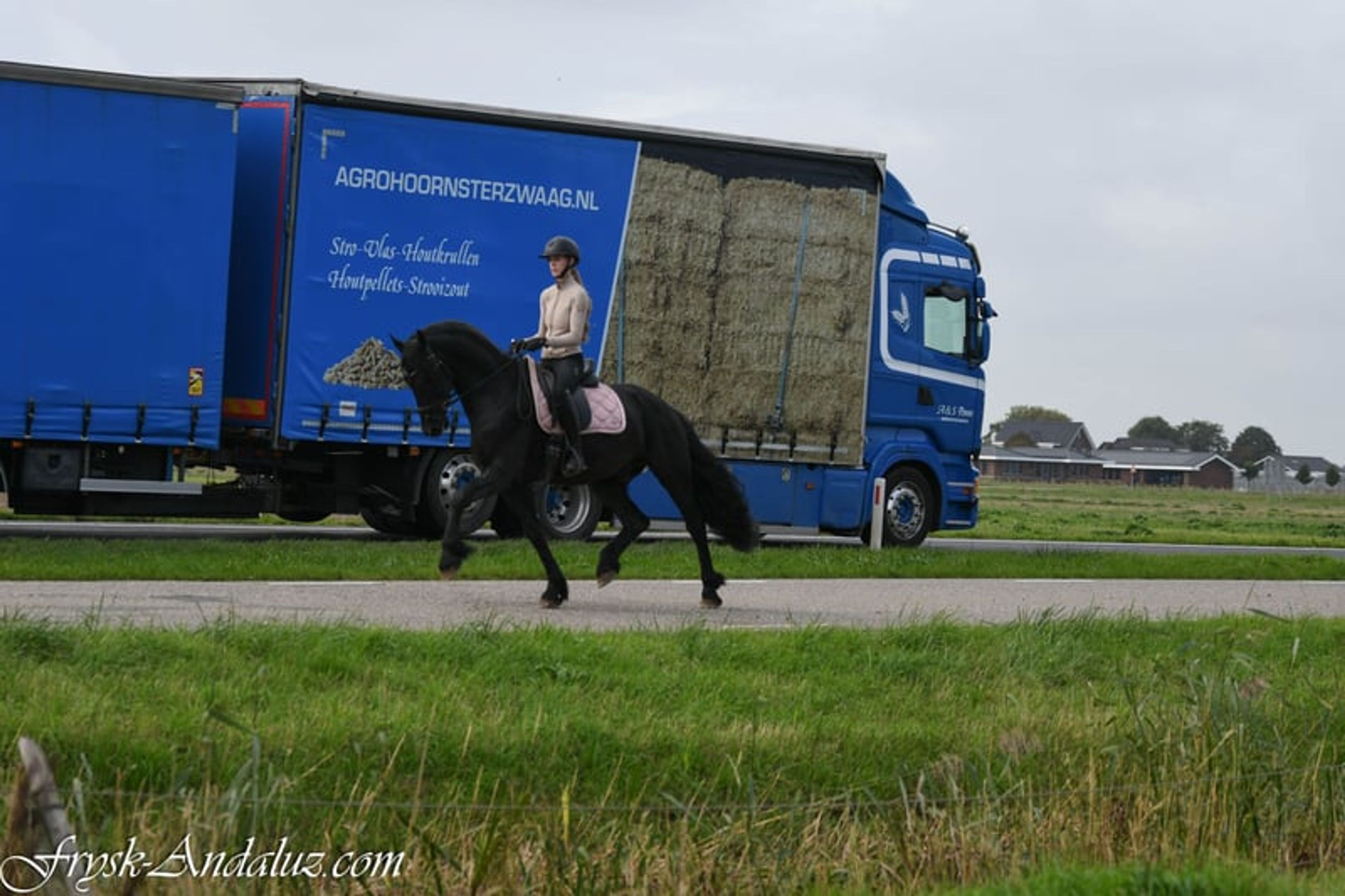 Beautiful and sweet Ster stallion - Image 5